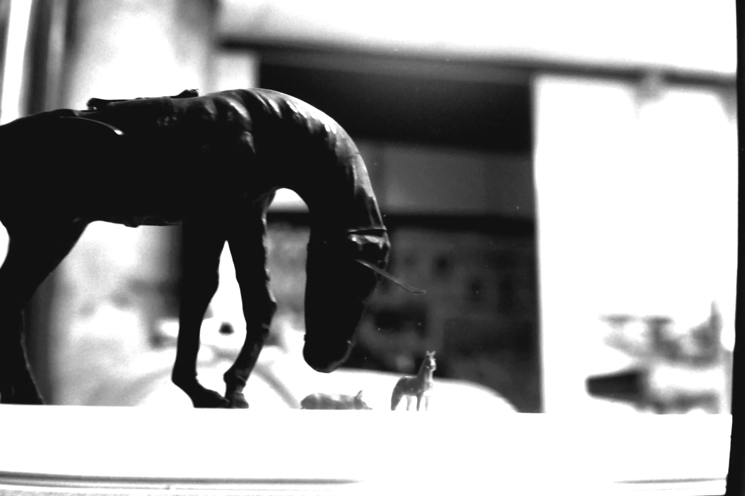 genova cavallino_1141.JPG