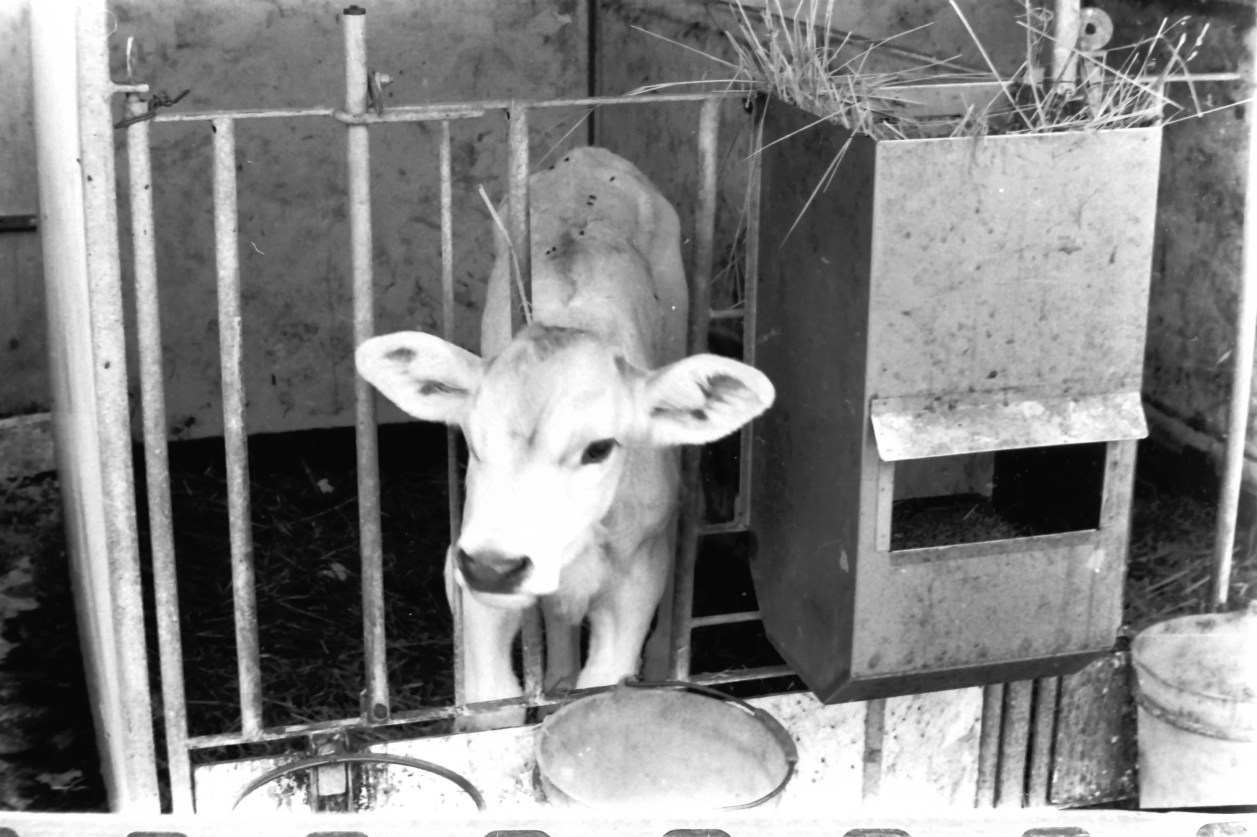 roffeno settembre_9099.JPG