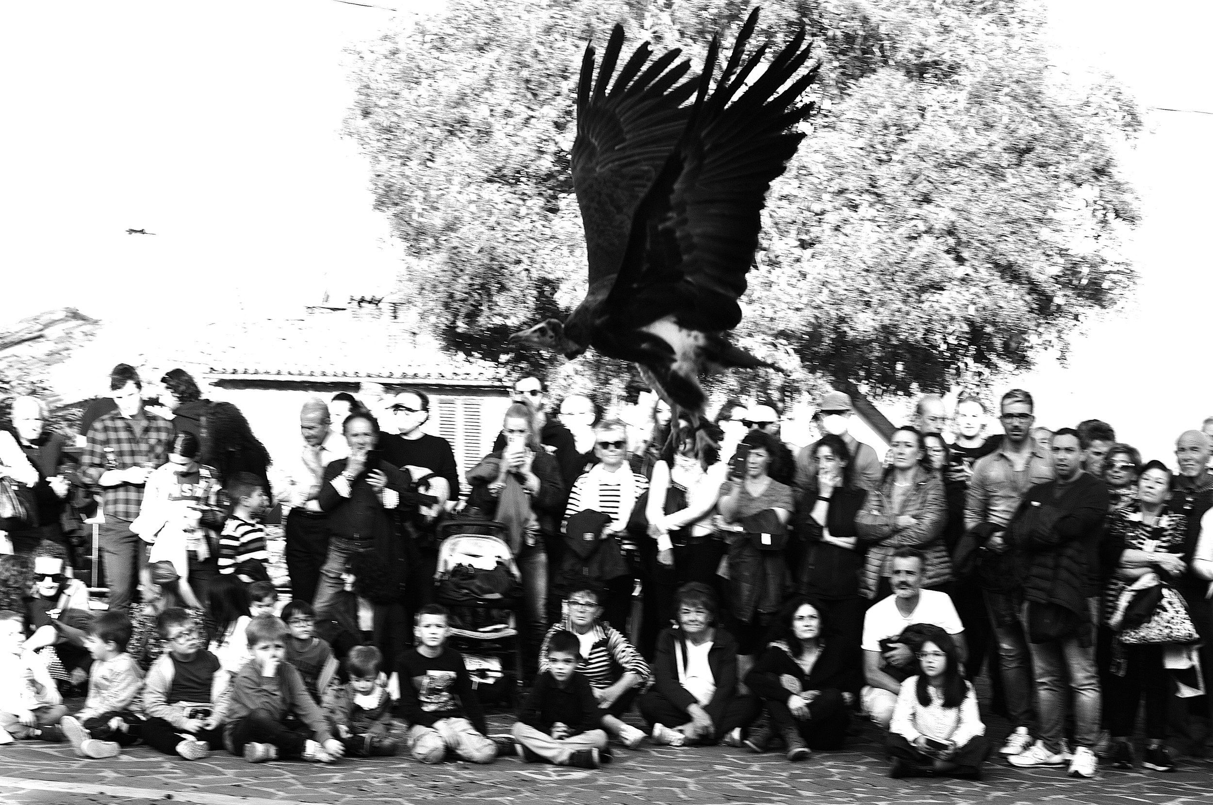 a cavallo a carnevale_5181.JPG