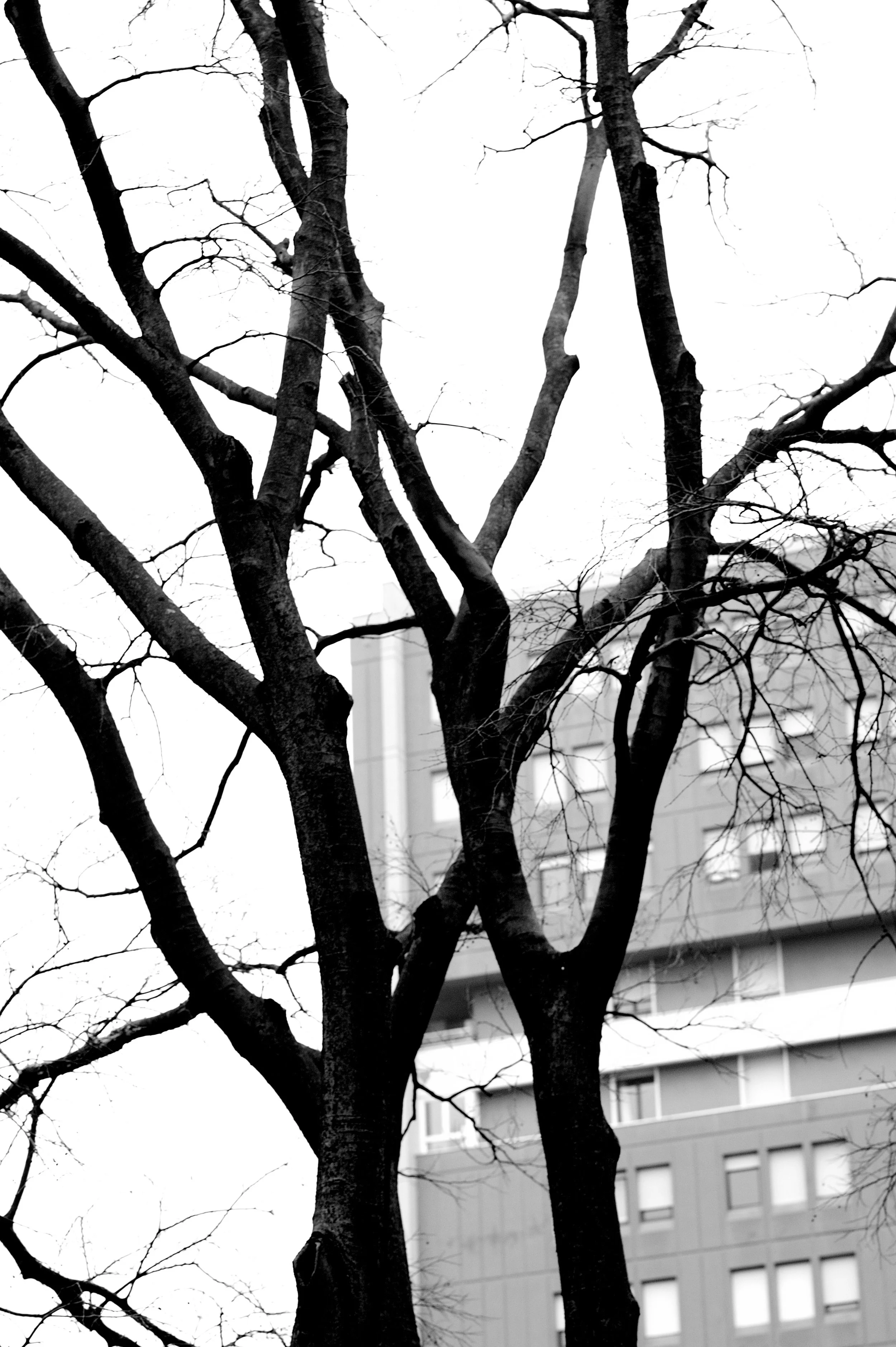 a cavallo a carnevale_4997.JPG