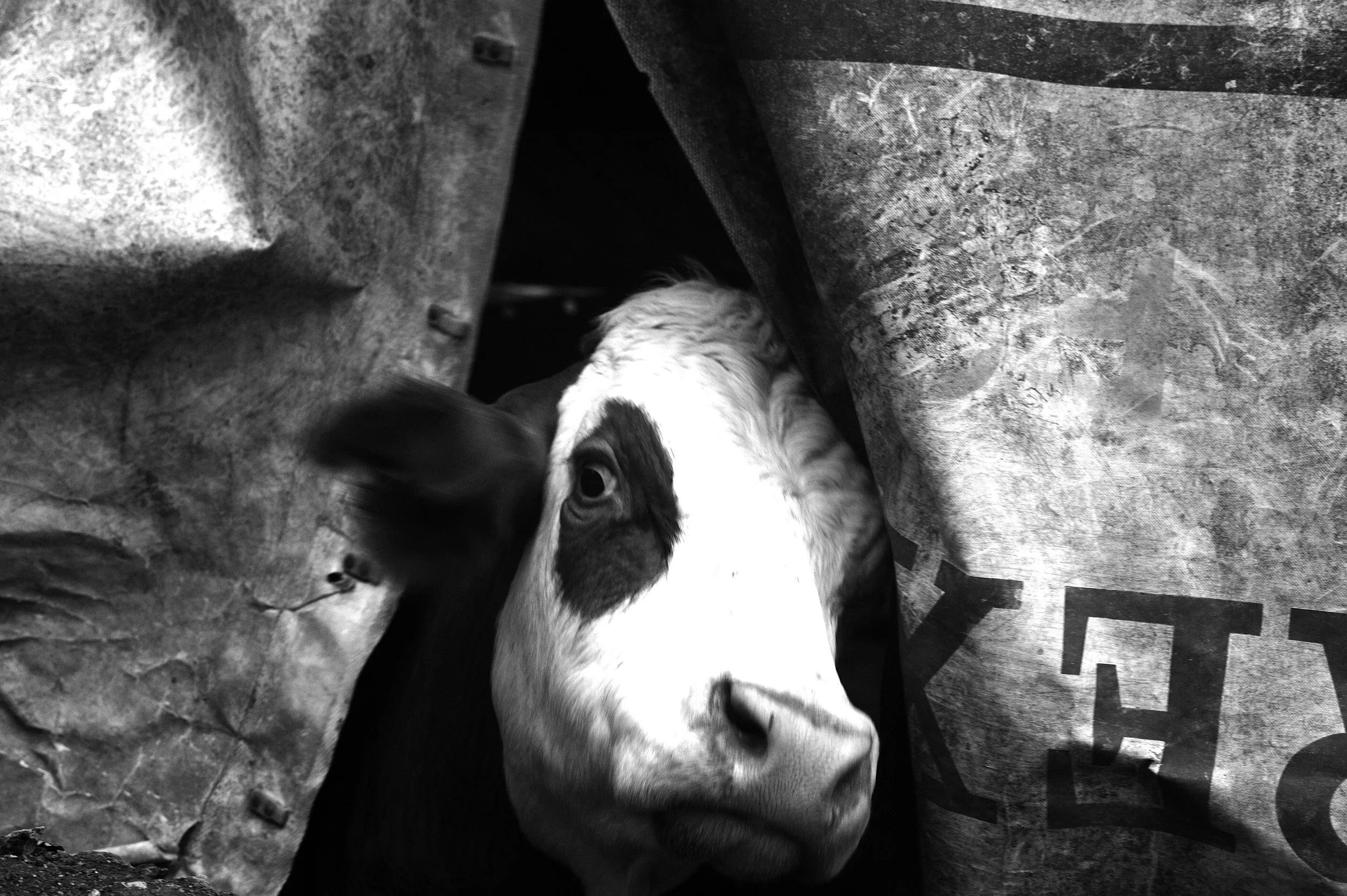 mucca pazza_2952.JPG