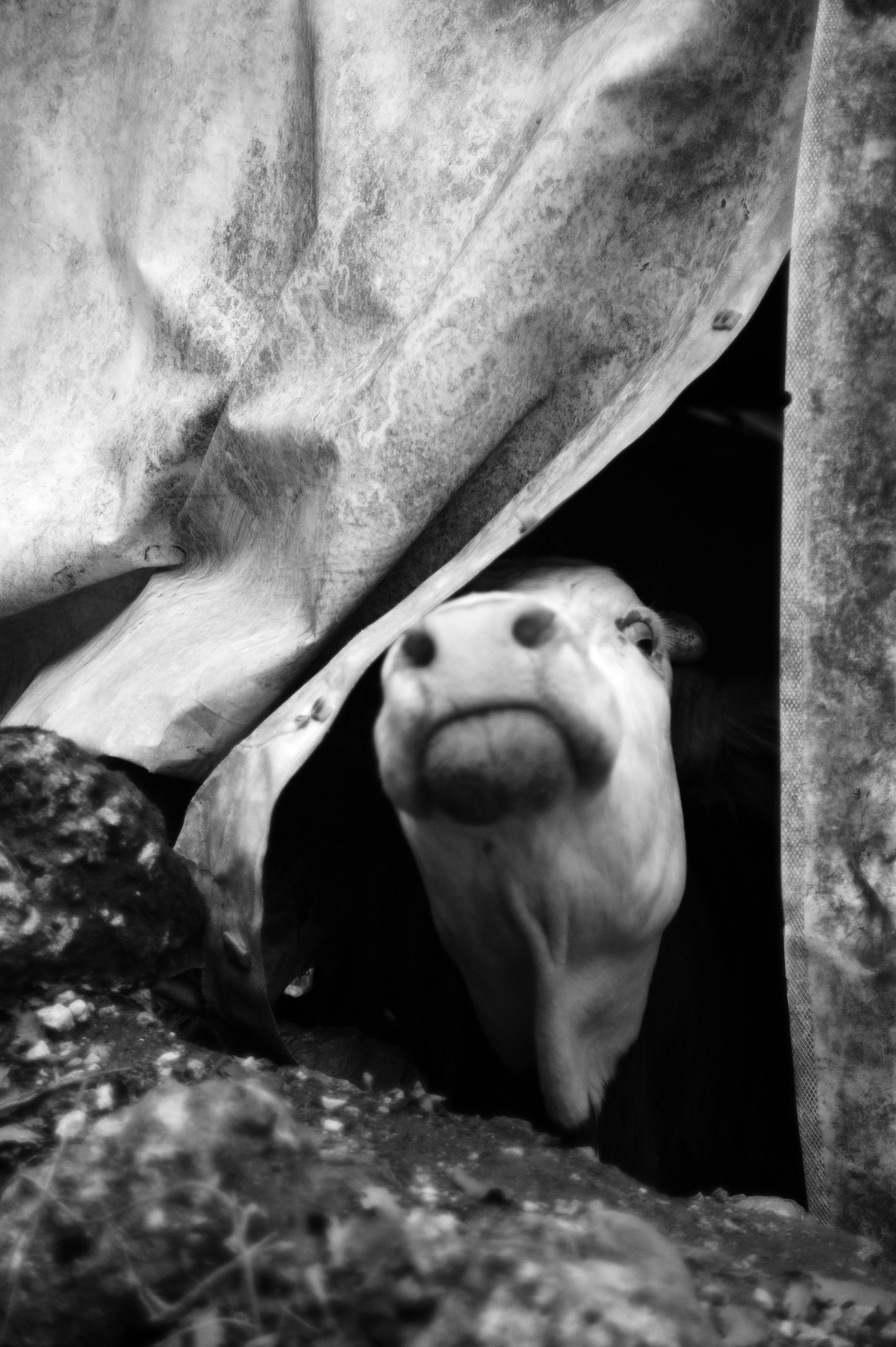 mucca pazza_2942.JPG