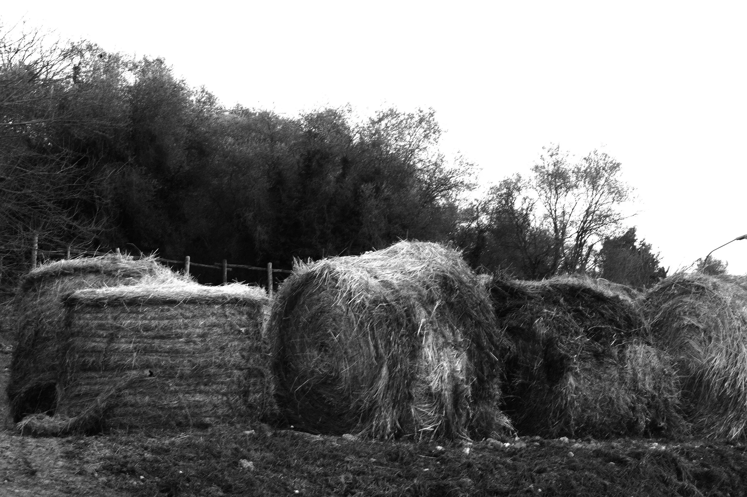 a cavallo a carnevale_4698.JPG