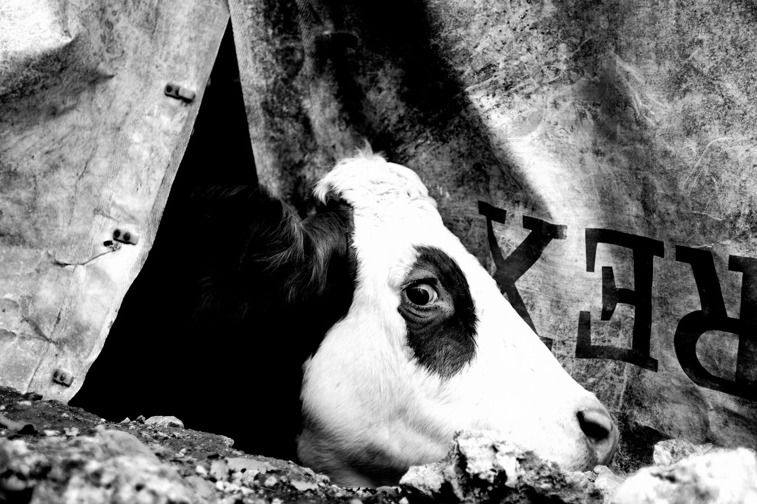 mucca pazza_2950.JPG