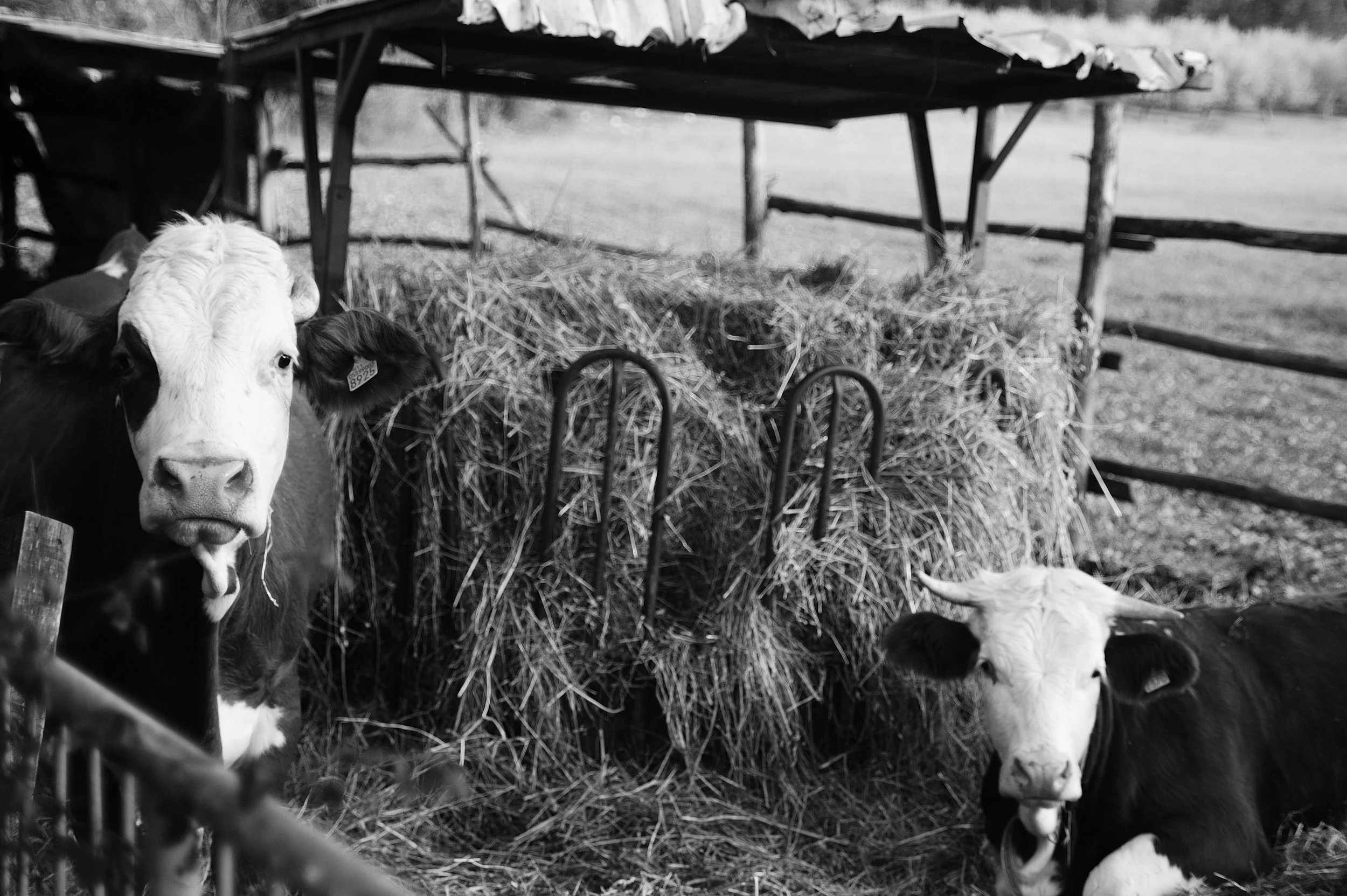 le due mucche_3177.JPG