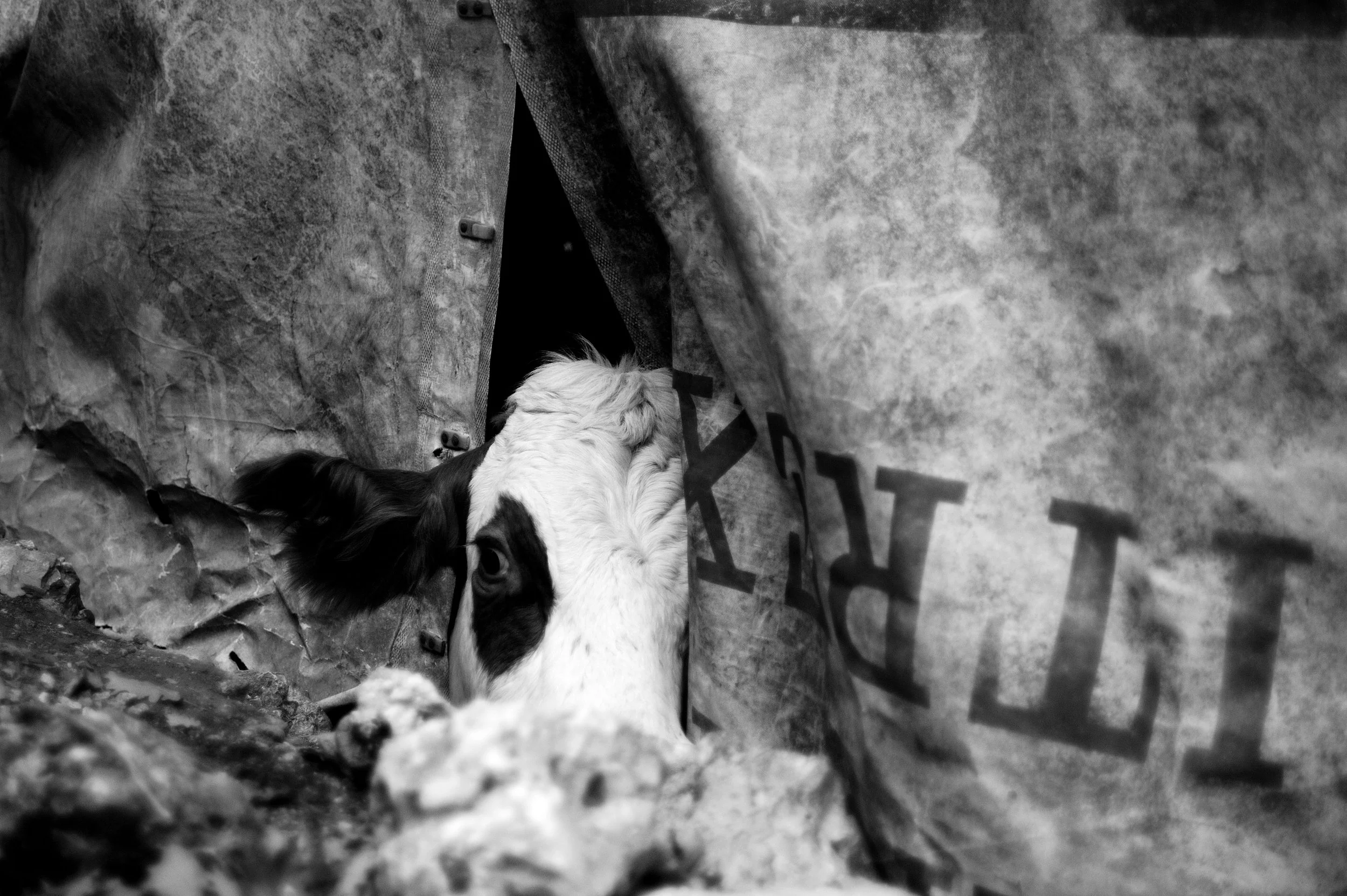 mucca pazza_2940.JPG