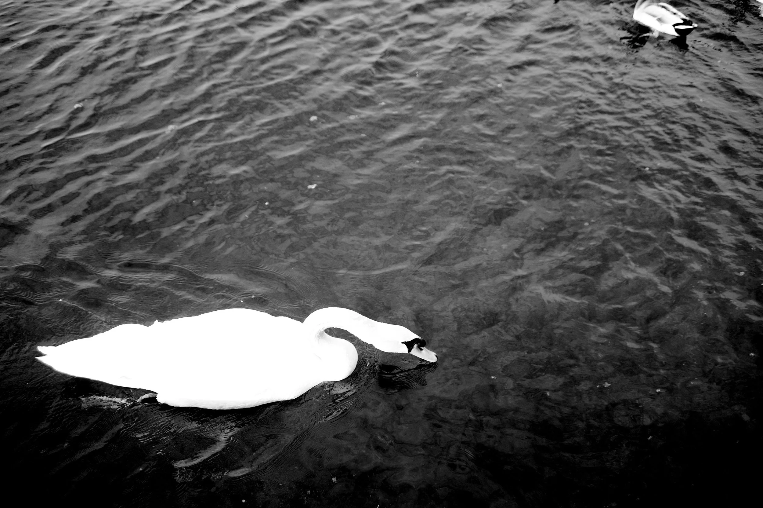 a cavallo a carnevale_4927.JPG