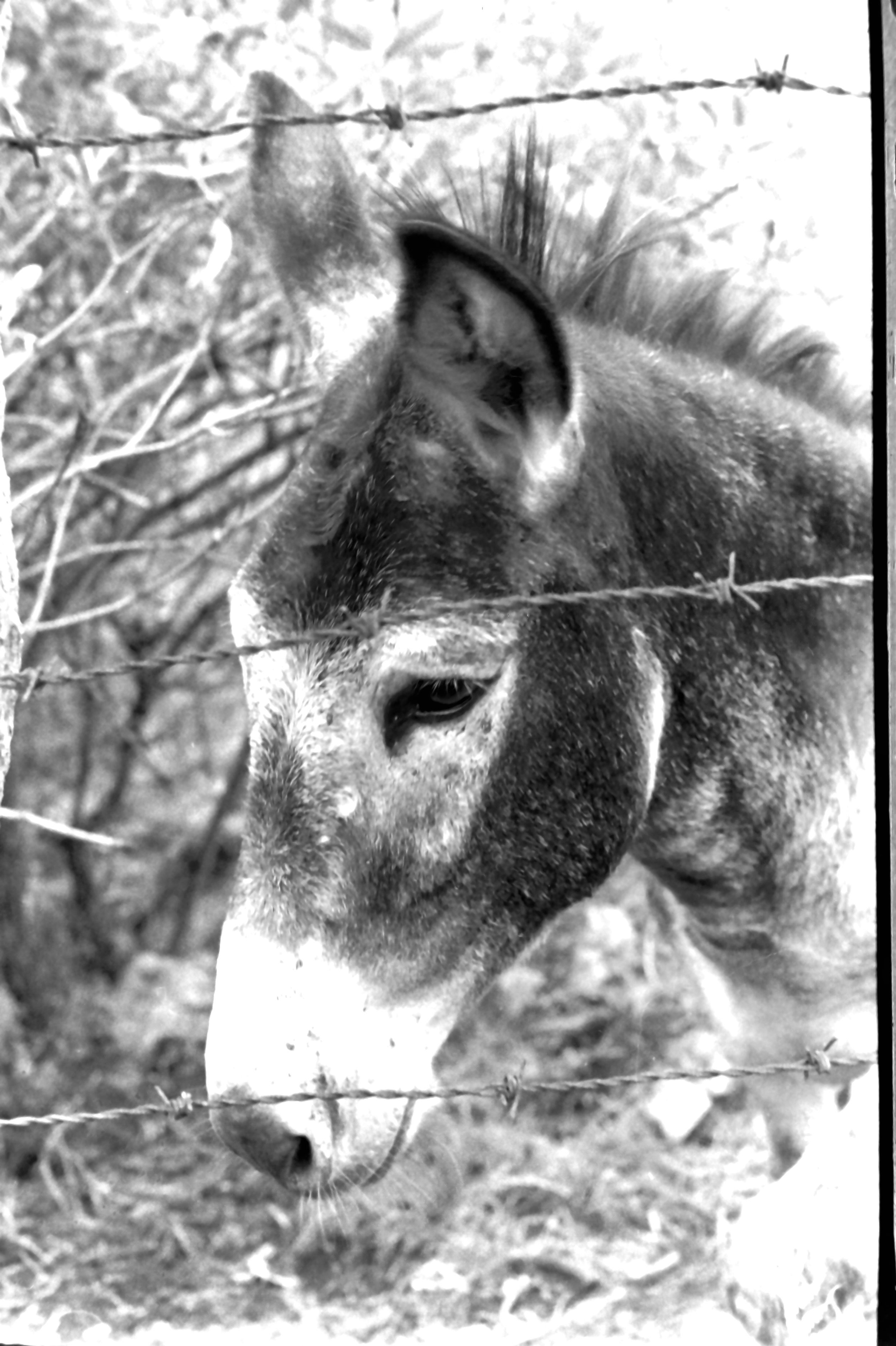 bilbao asino2_1679.JPG