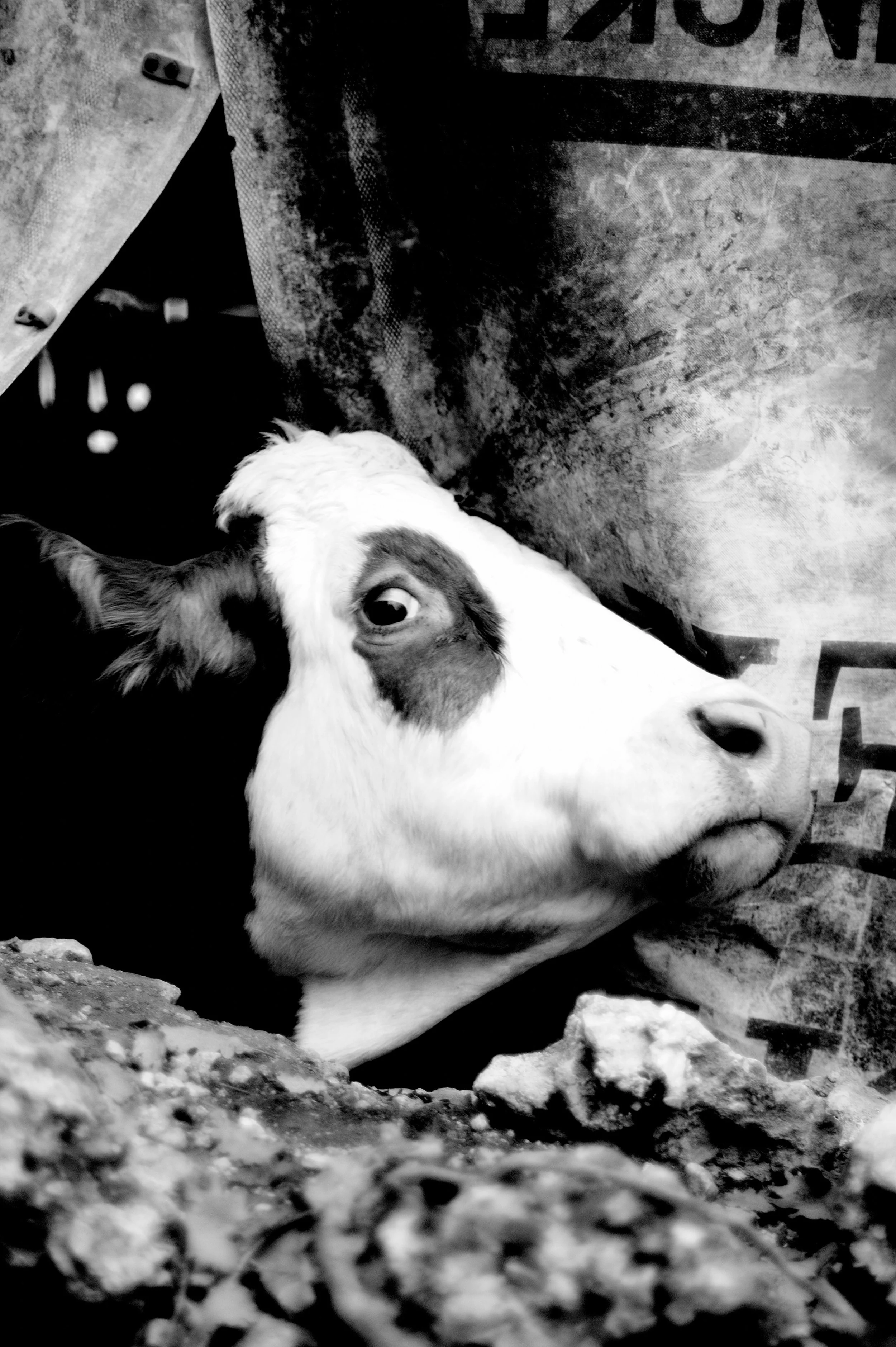 mucca pazza_2947.JPG