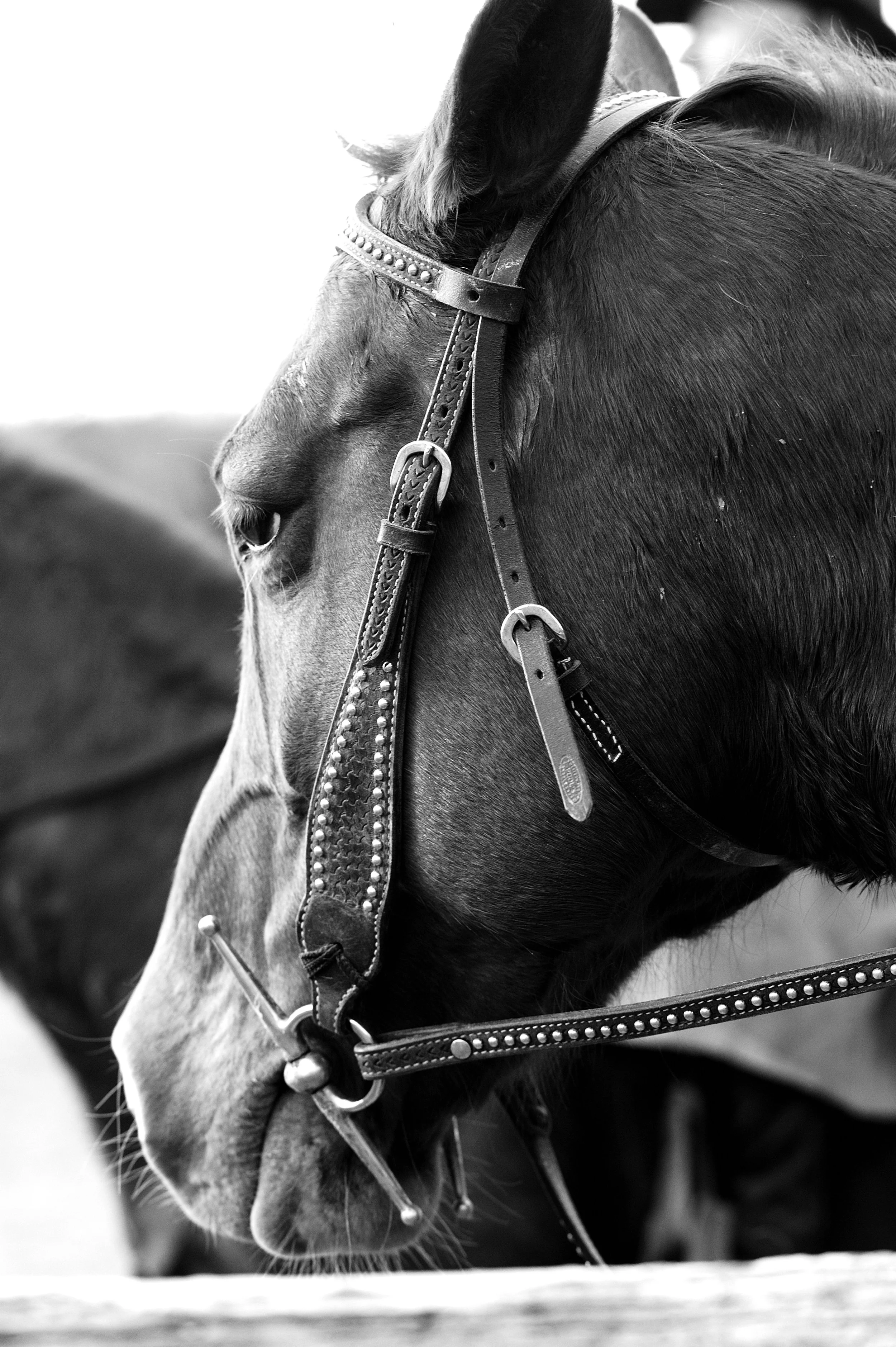 a cavallo a carnevale_4639.JPG