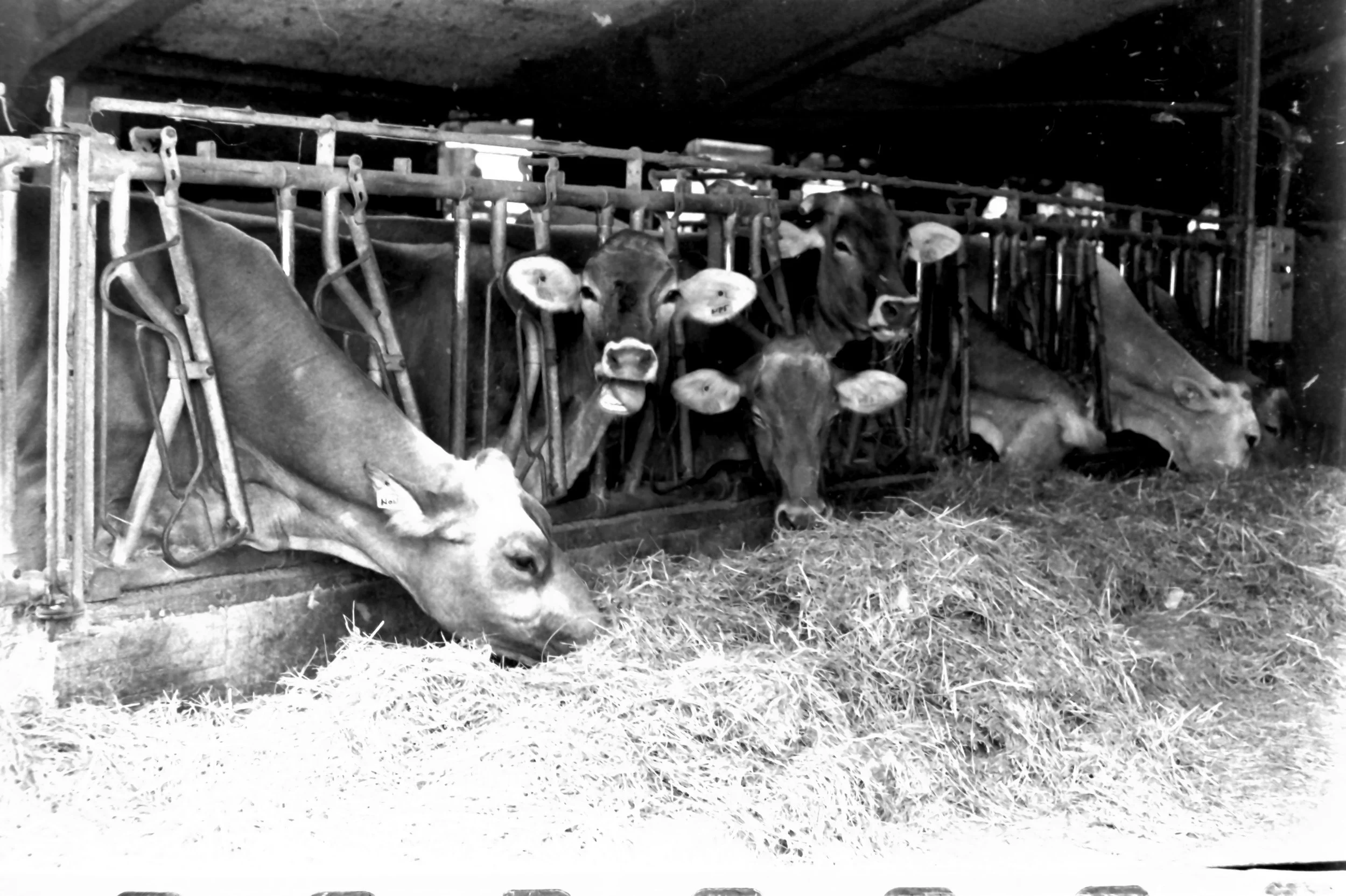 roffeno settembre_9113.JPG