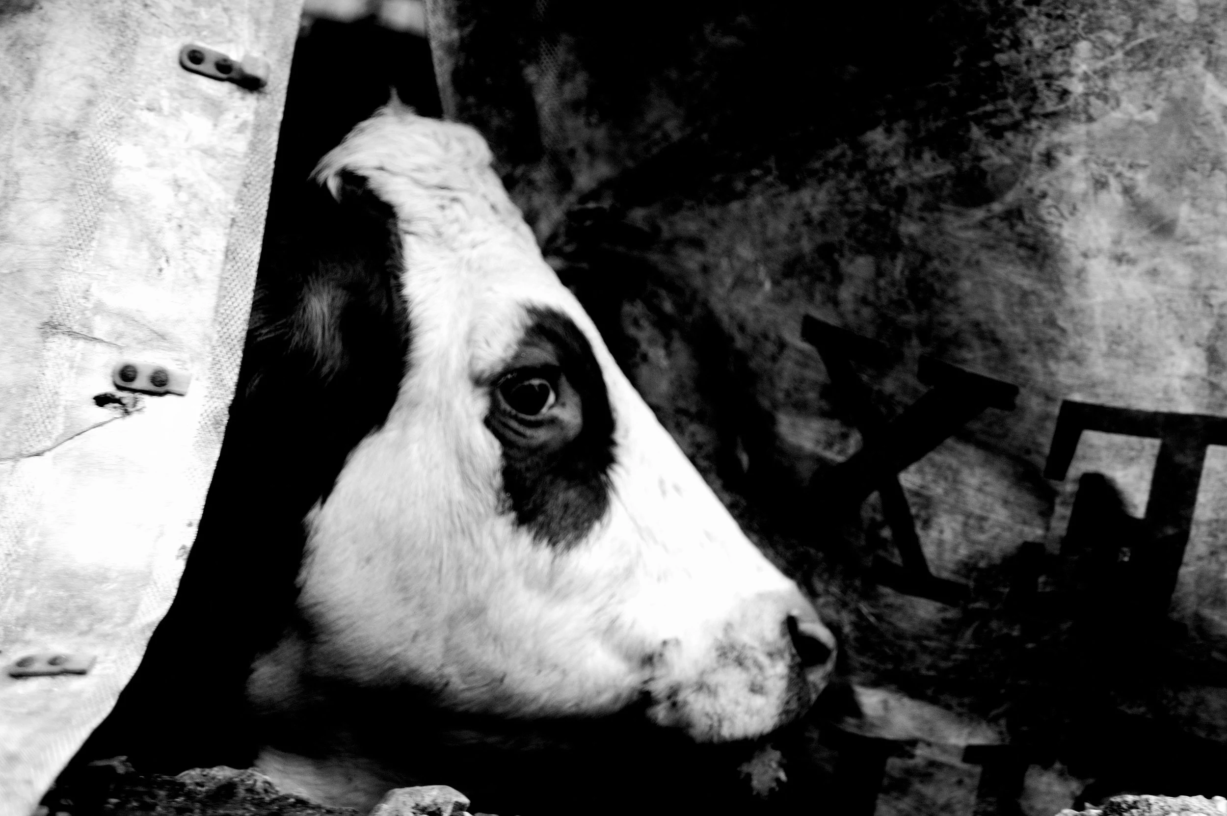 mucca pazza_2959.JPG