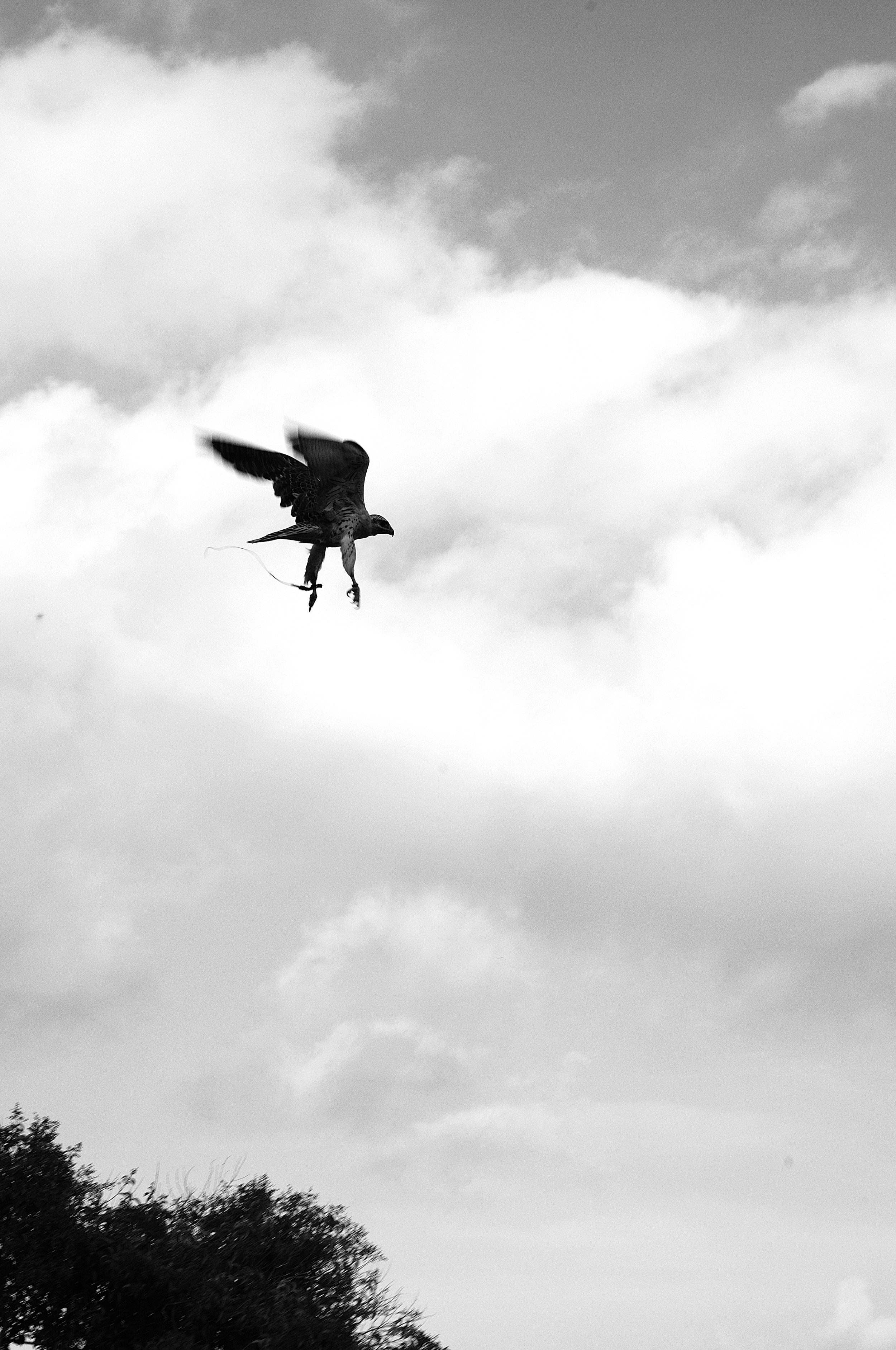 a cavallo a carnevale_5195.JPG