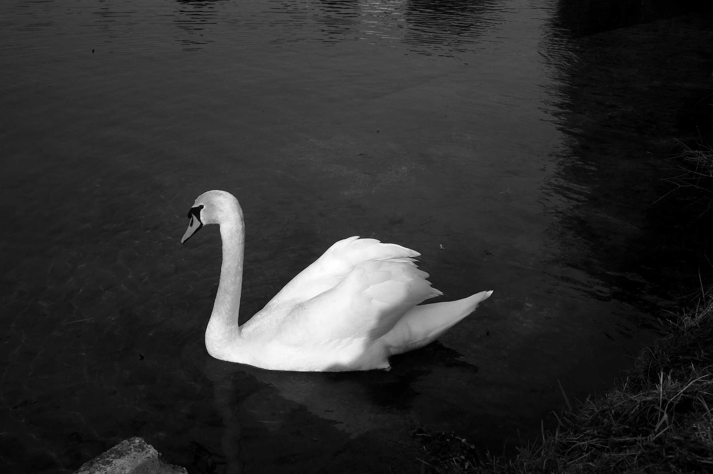 a cavallo a carnevale_4933.JPG