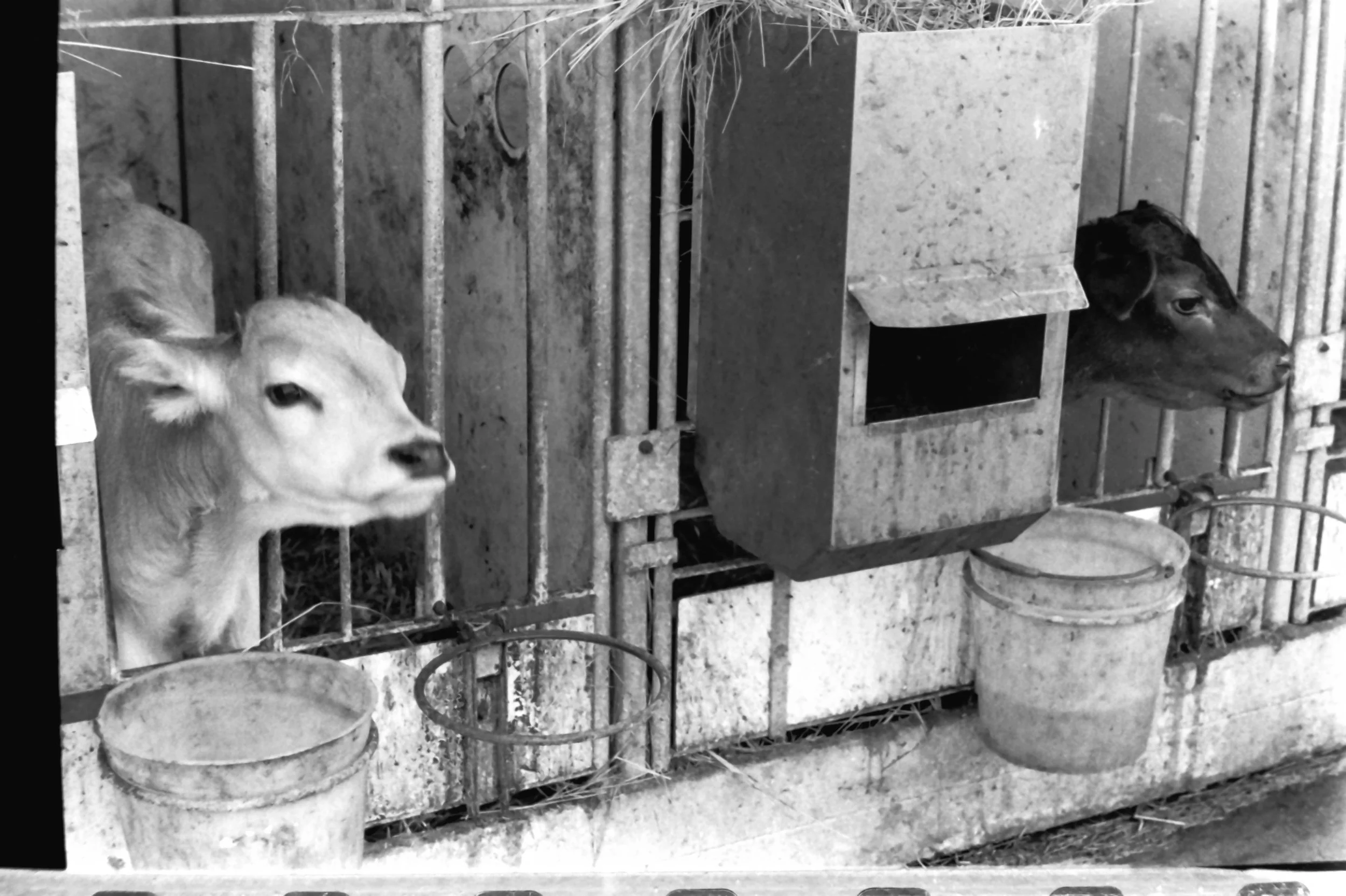 roffeno settembre_9112.JPG