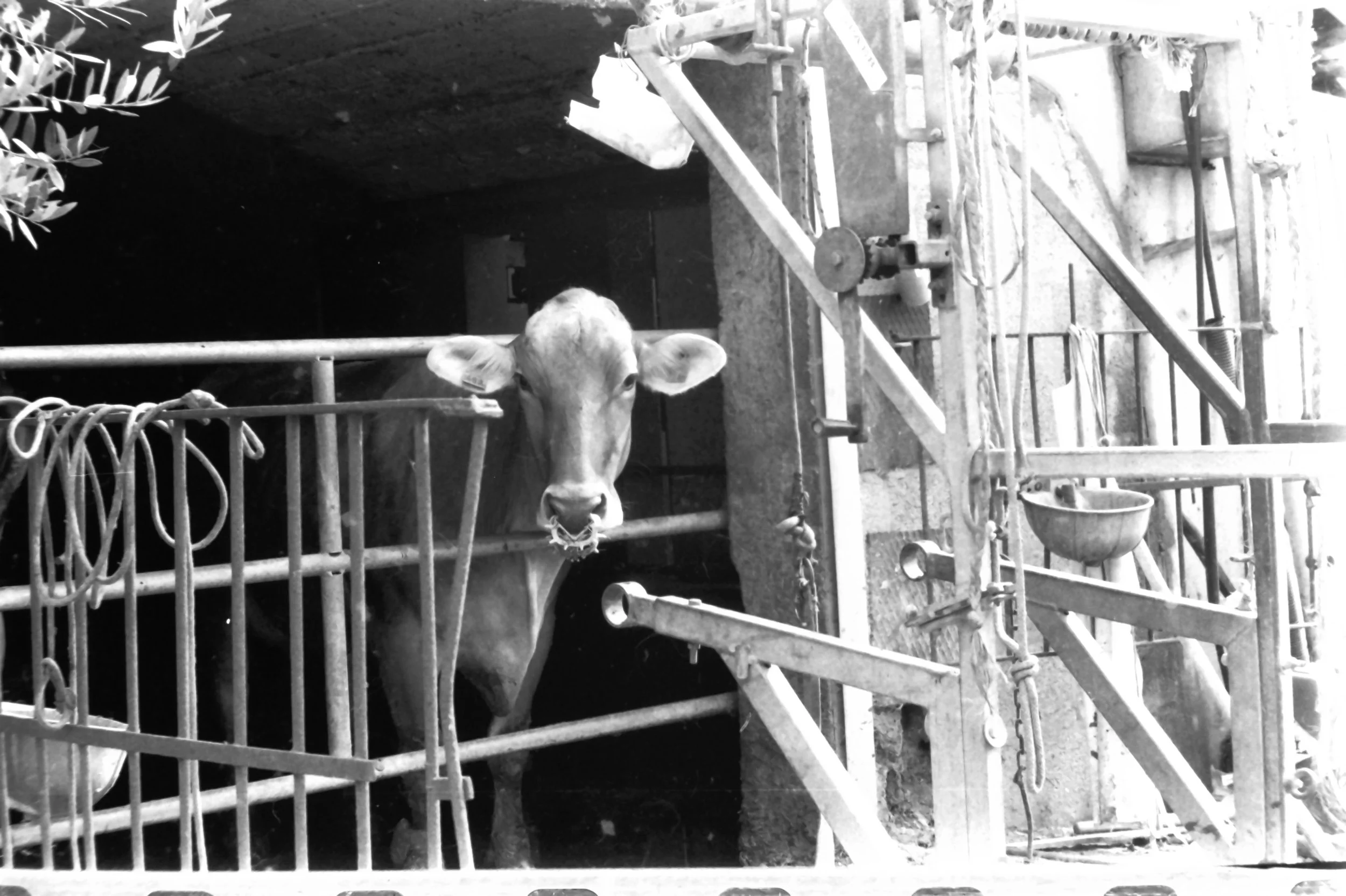 roffeno settembre_9095.JPG