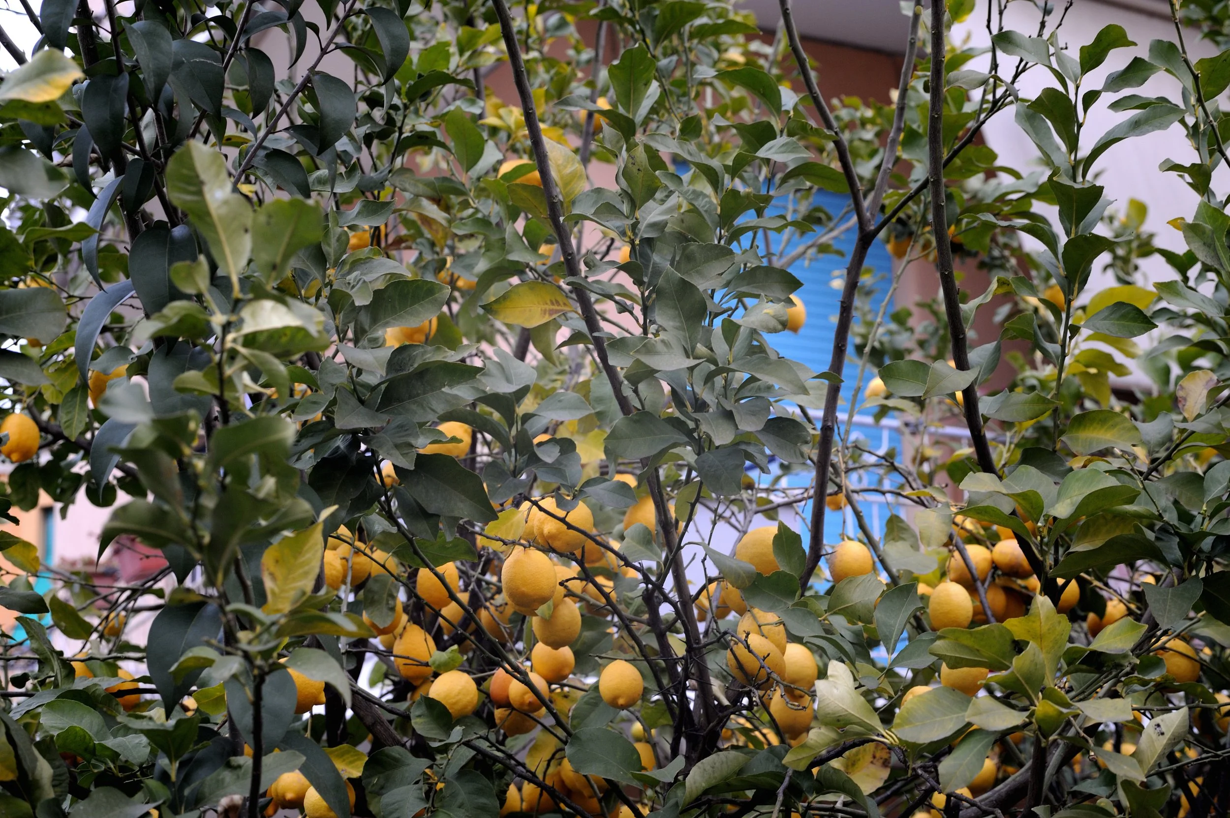 a cavallo a carnevale_4719.JPG