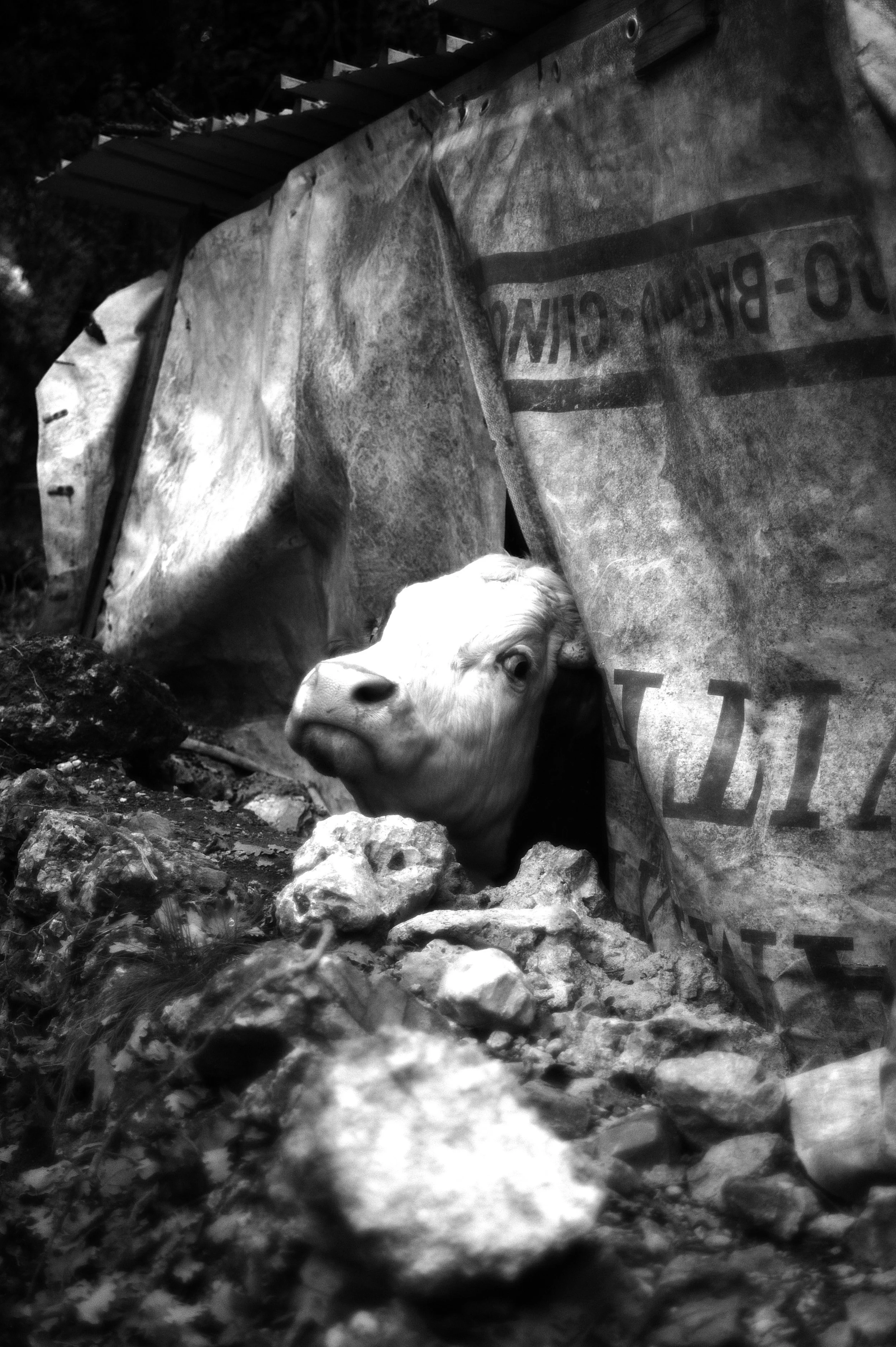 mucca pazza_2938.JPG