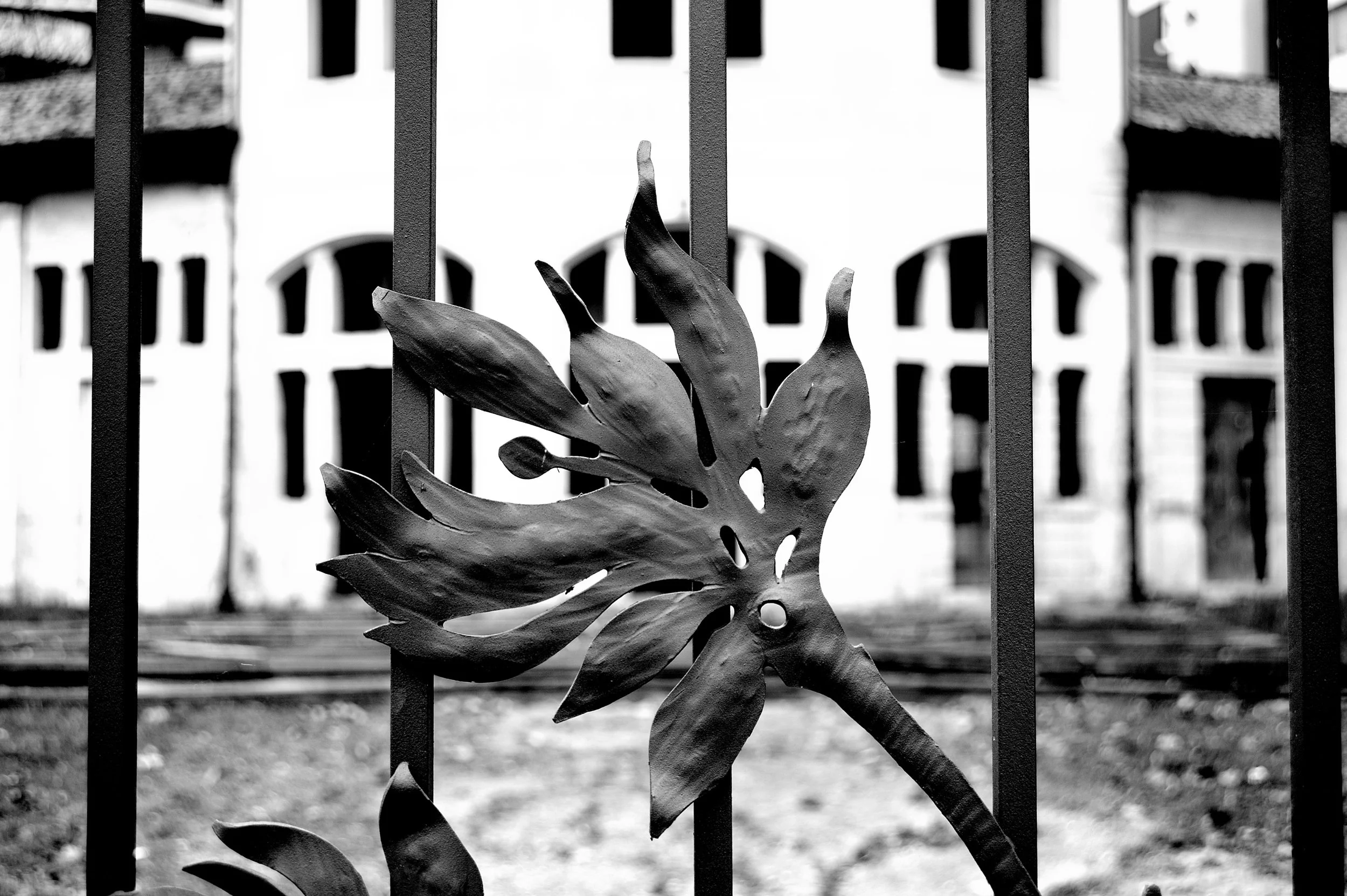 a cavallo a carnevale_5007.JPG