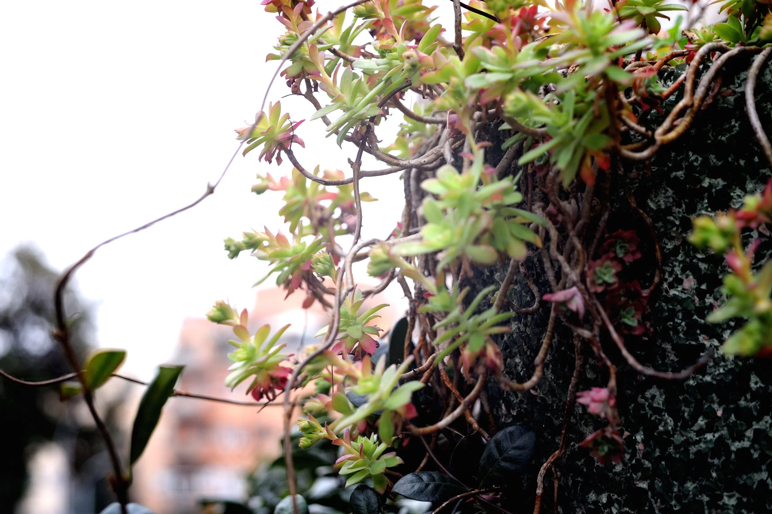 a cavallo a carnevale_4732.JPG