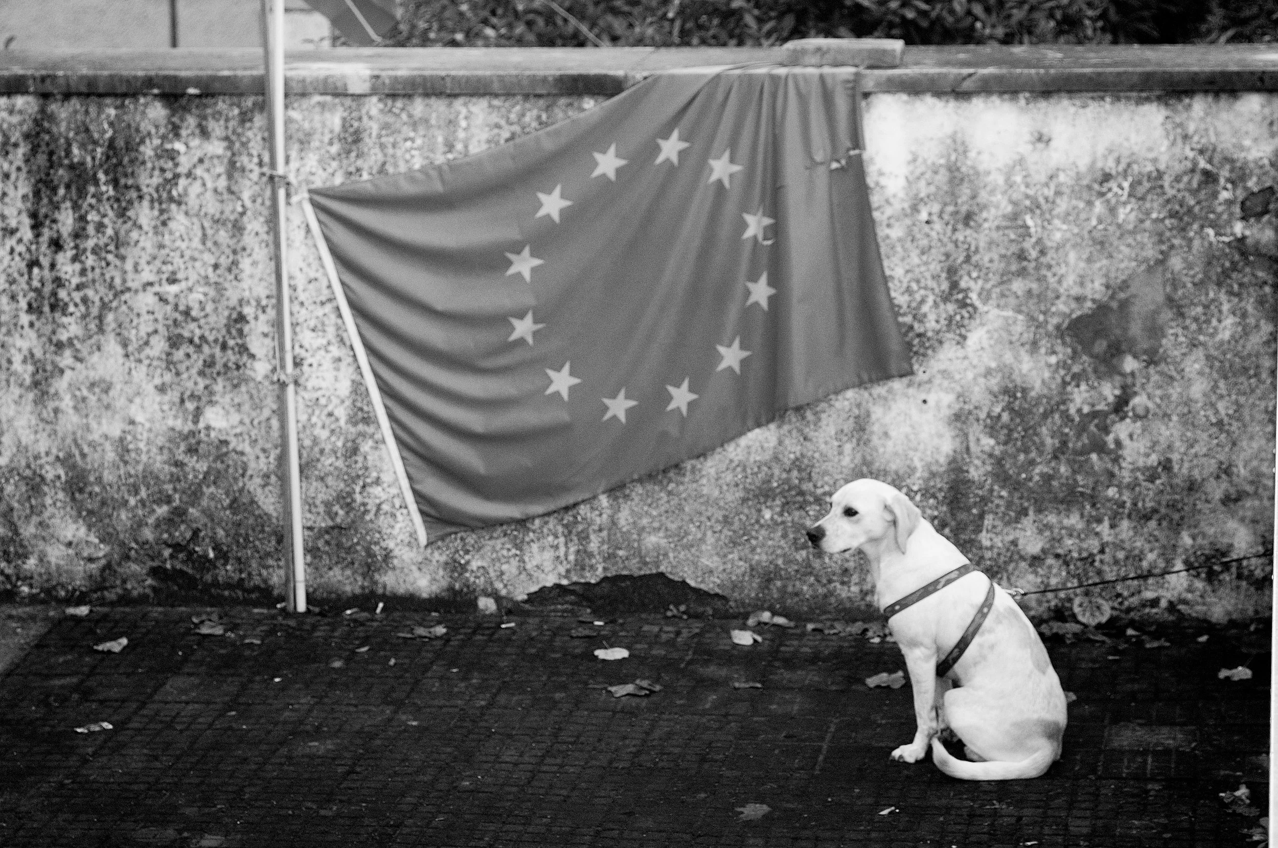 tufello cane_1227.JPG