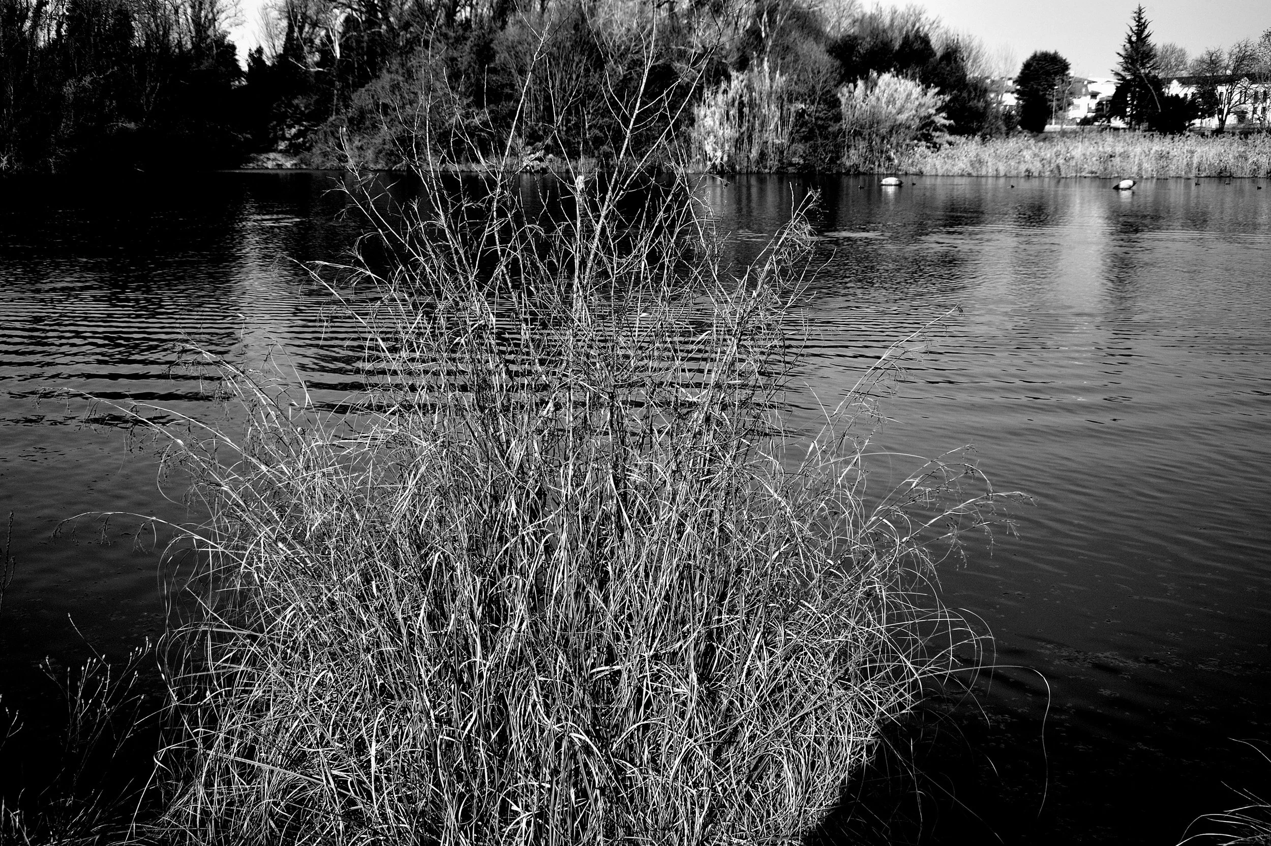 a cavallo a carnevale_4954.JPG