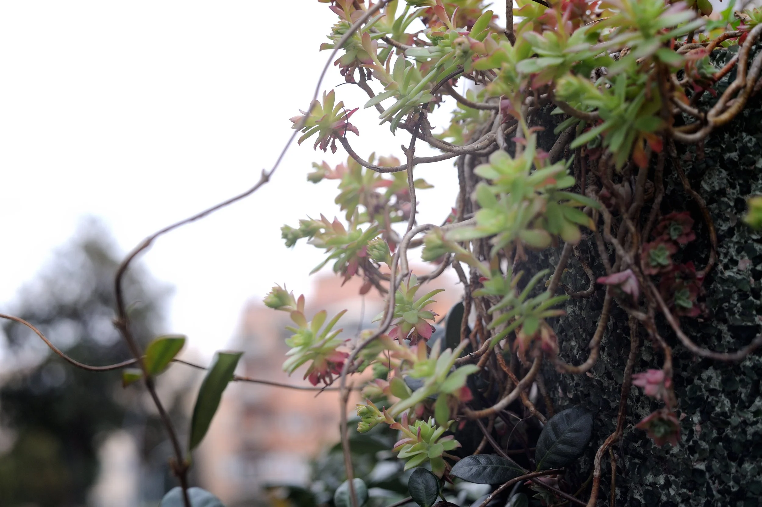 a cavallo a carnevale_4731.JPG