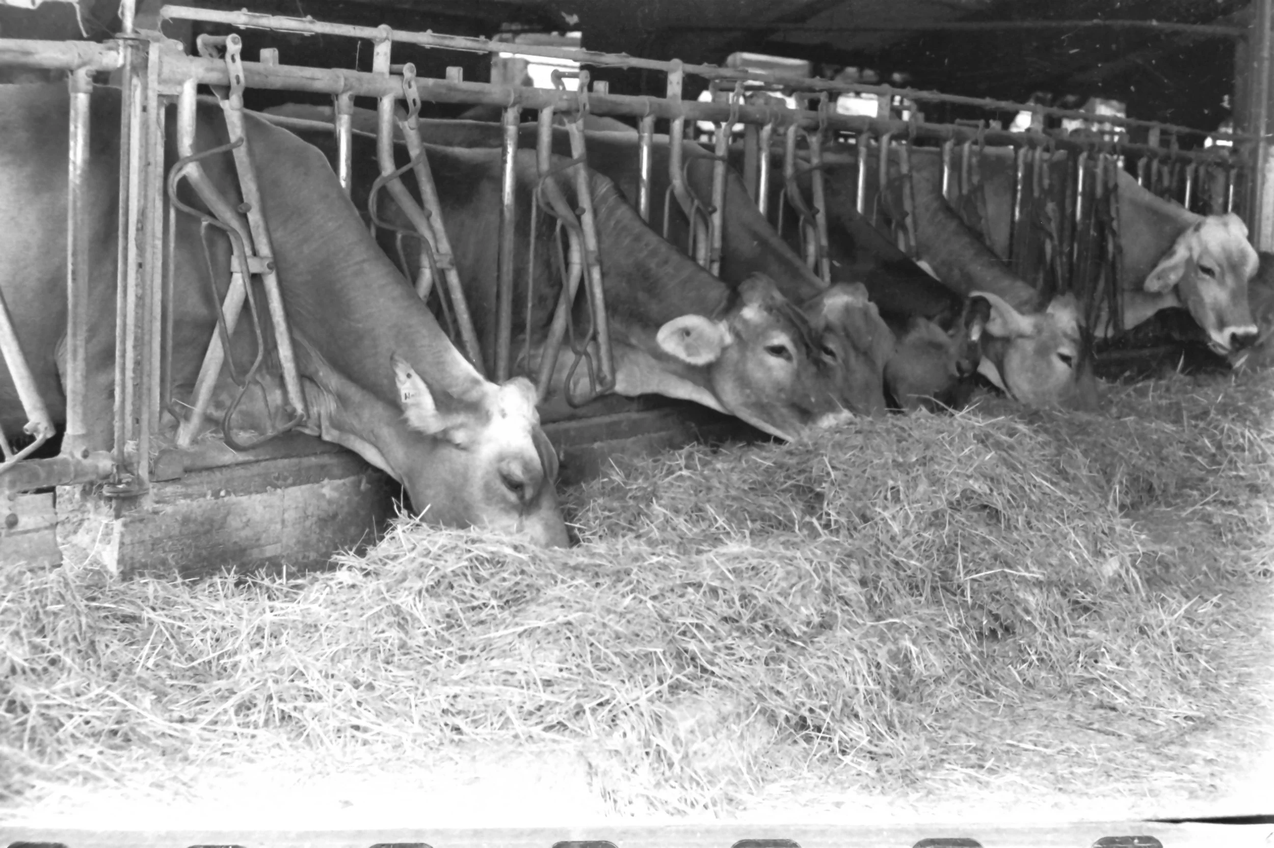 roffeno settembre_9114.JPG