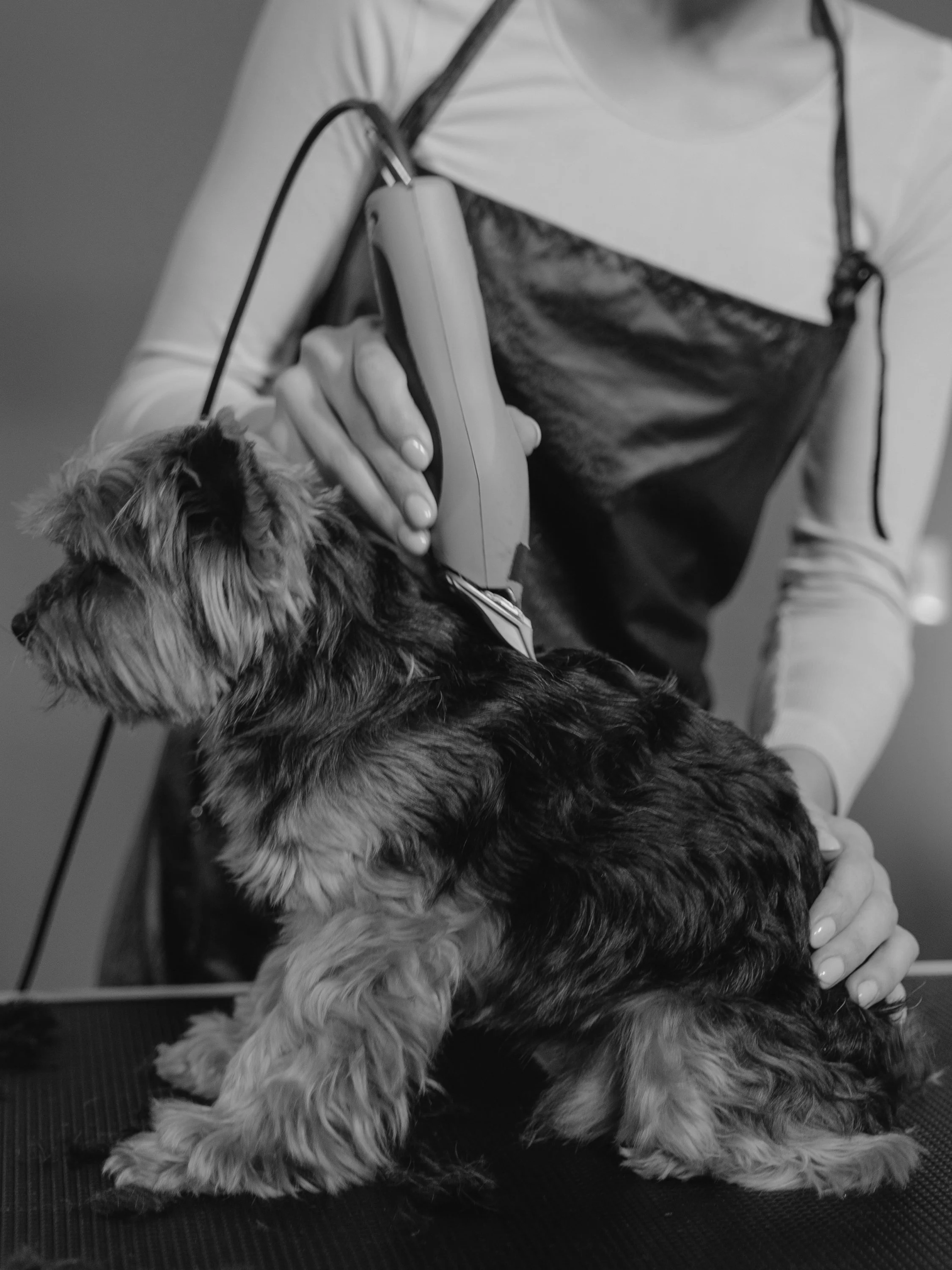 Dog Grooming Courses Leeds Dog Grooming Academy Dog Grooming