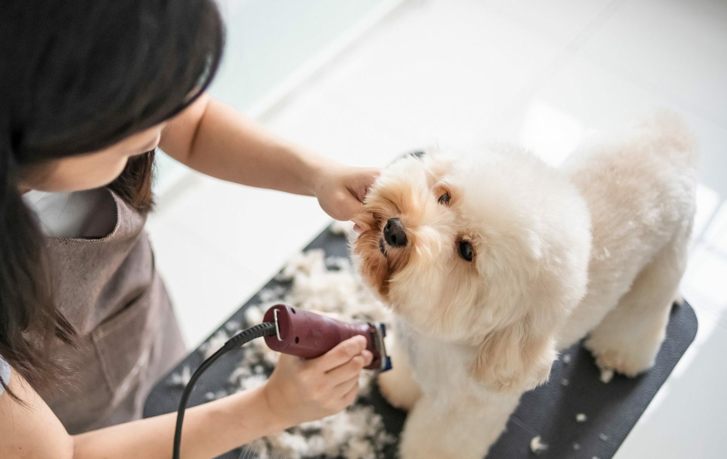 Leeds Dog Grooming Academy Dog Grooming Courses Leeds England