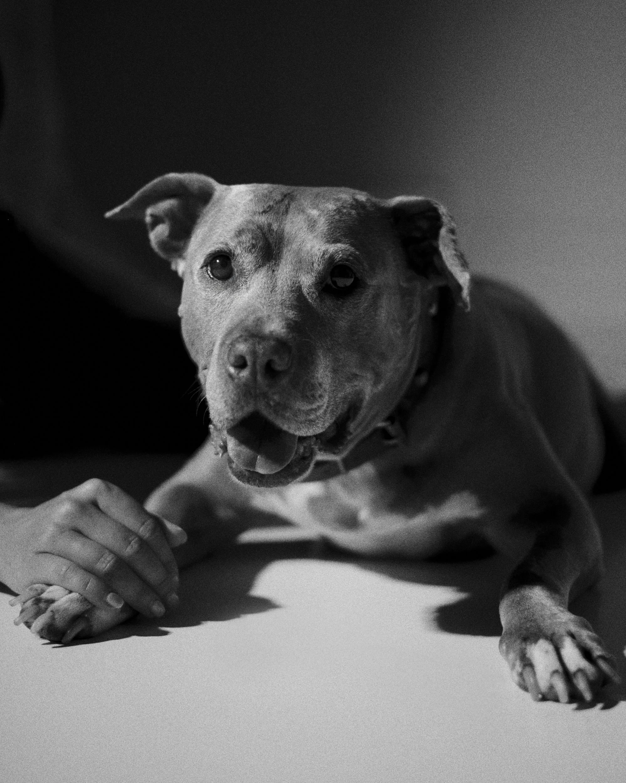 SOFI PET 09-254537.jpg