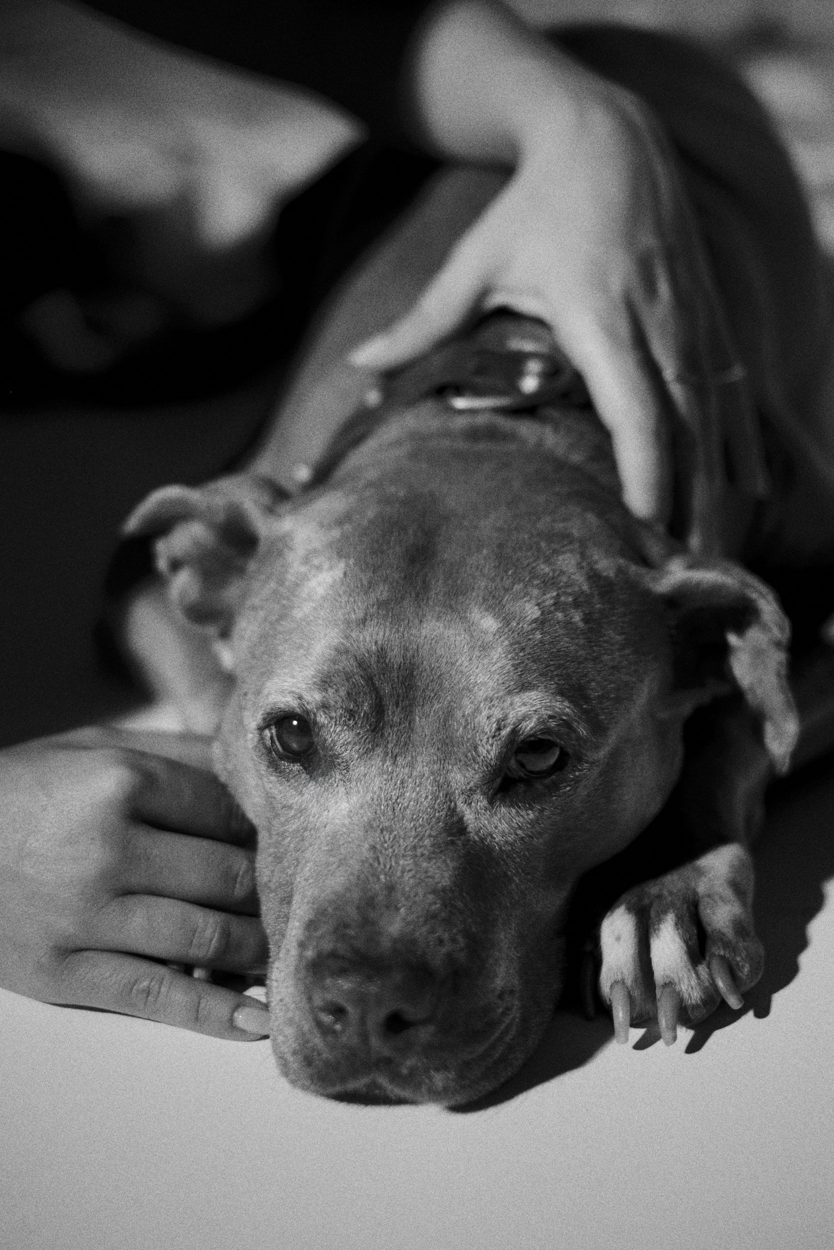 SOFI PET 09-254541.jpg