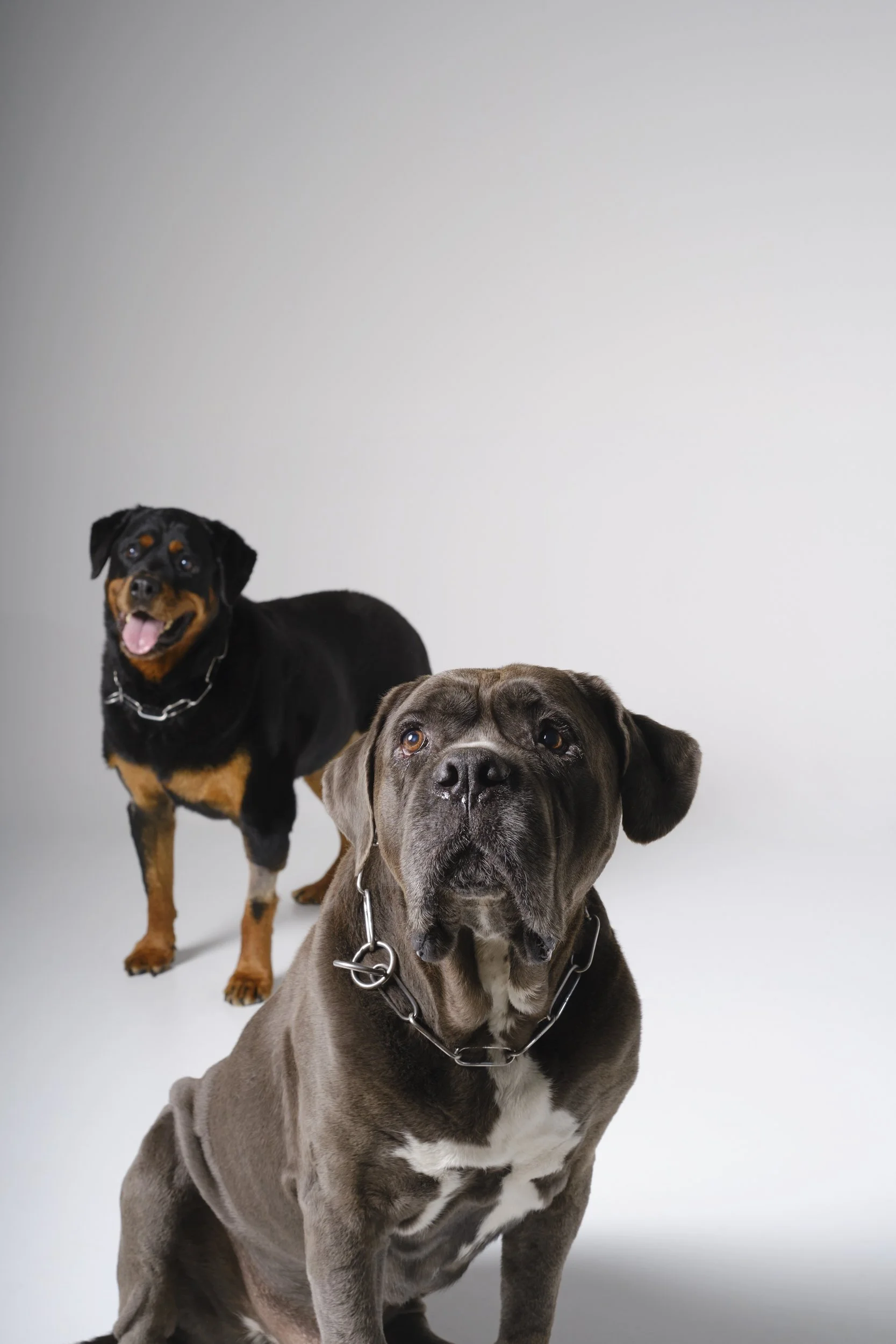 EDO-JULY PETS 05-252714.jpg