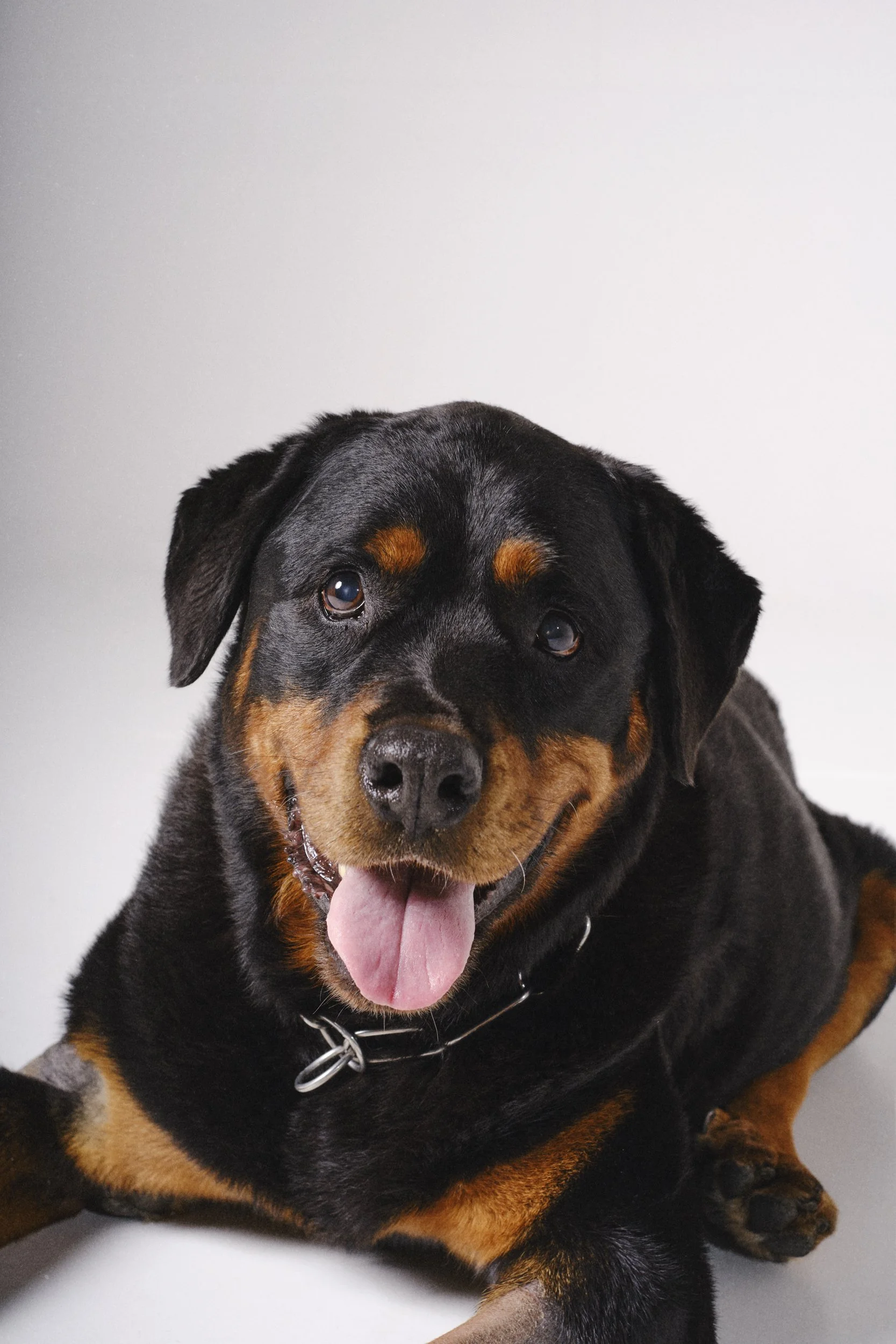 EDO-JULY PETS 05-252656.jpg