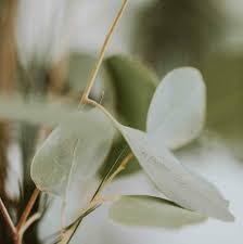 leaves.jpeg