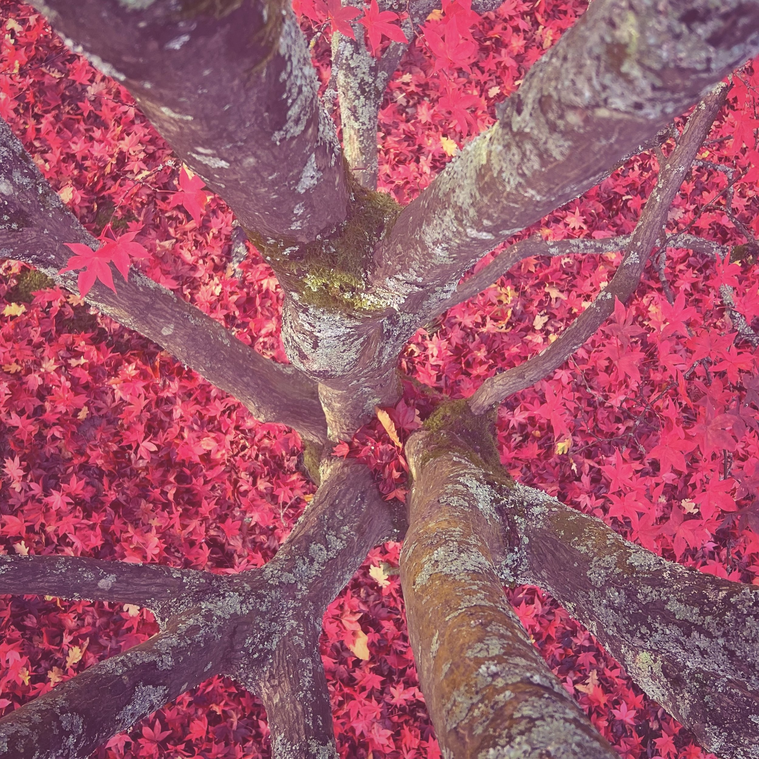 12. Birds eye view tree Windsor Red .jpg