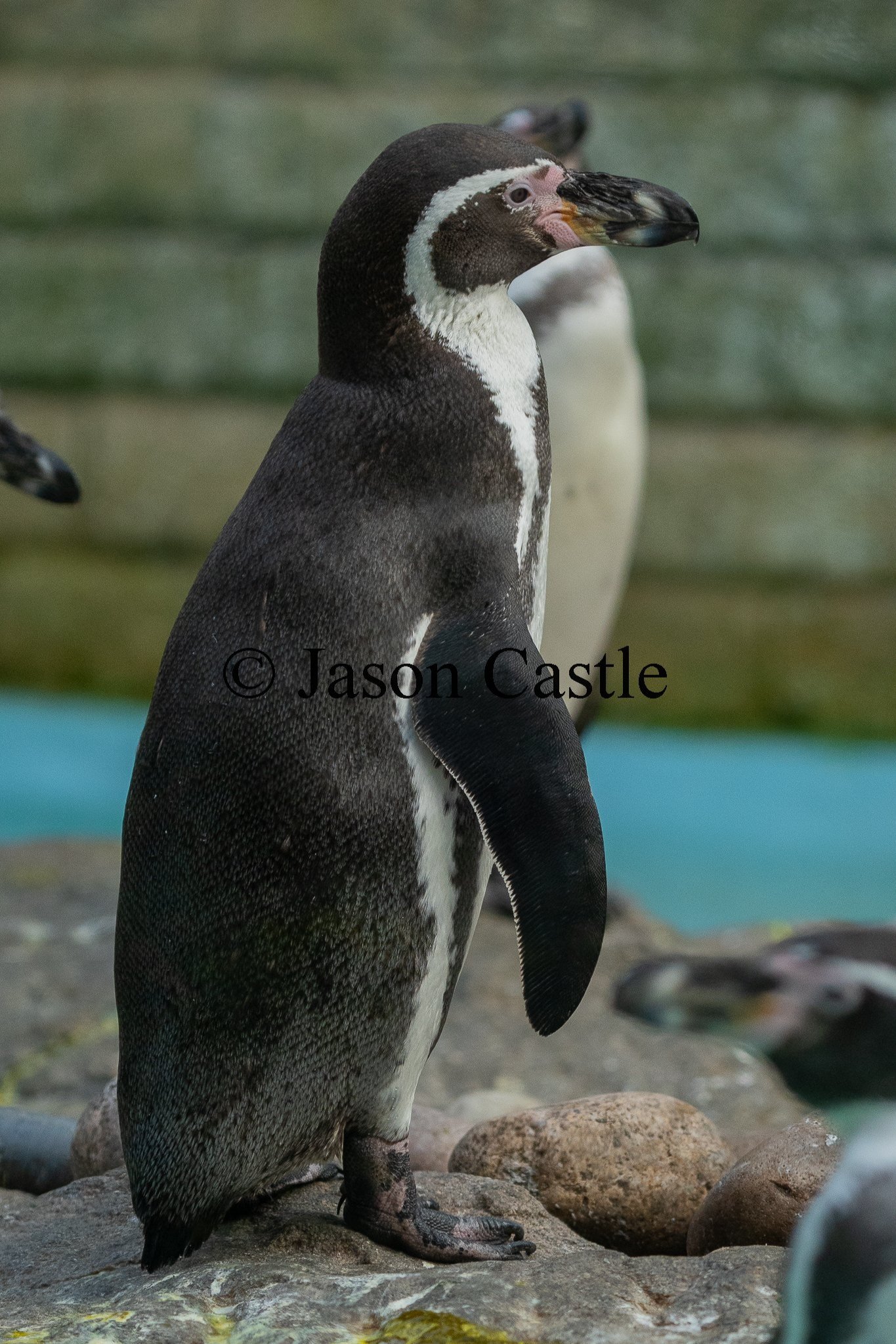 Humbolt_Penguin_1WM.jpg