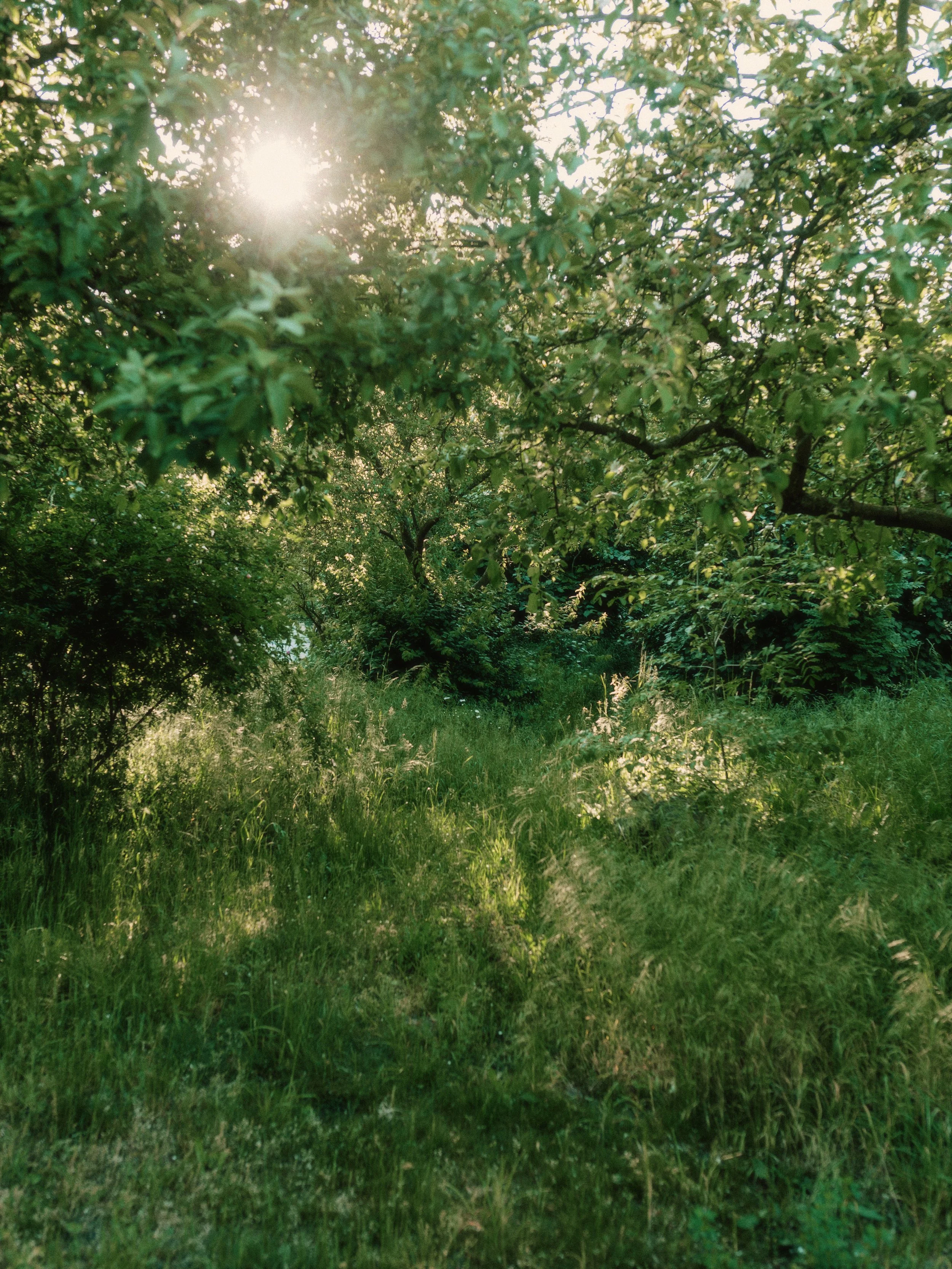 FREE 7 DAY MEDITATION CHALLENGE