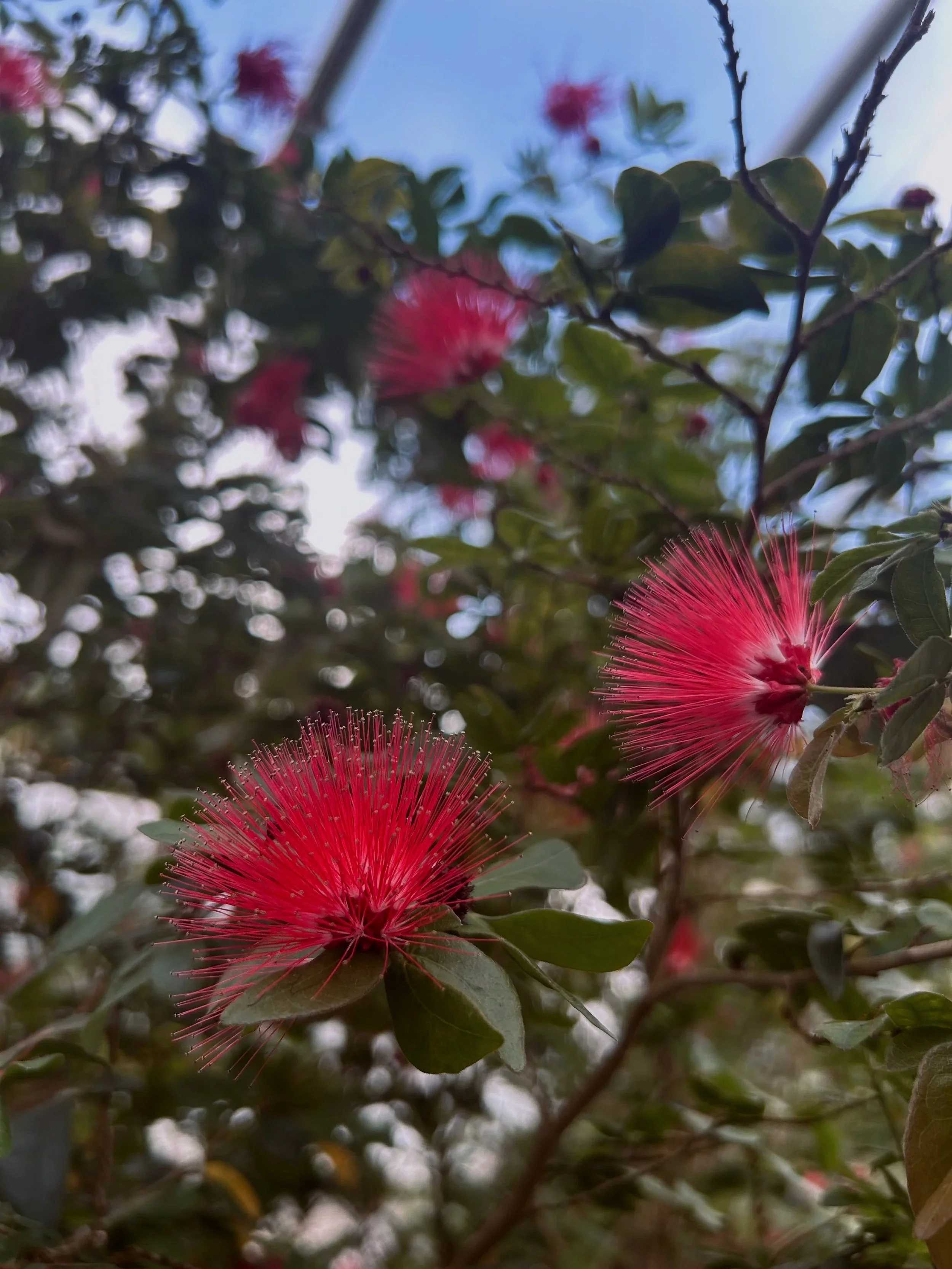 Close-up of vibrant pink bobinsana flowers with long stamens on a shrub, with green leaves and a blue sky in the background.