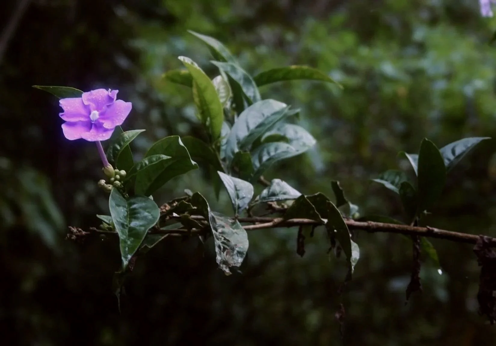 A pink and purple flower with dew drops on it, growing from a branch with green leaves in a forest setting.