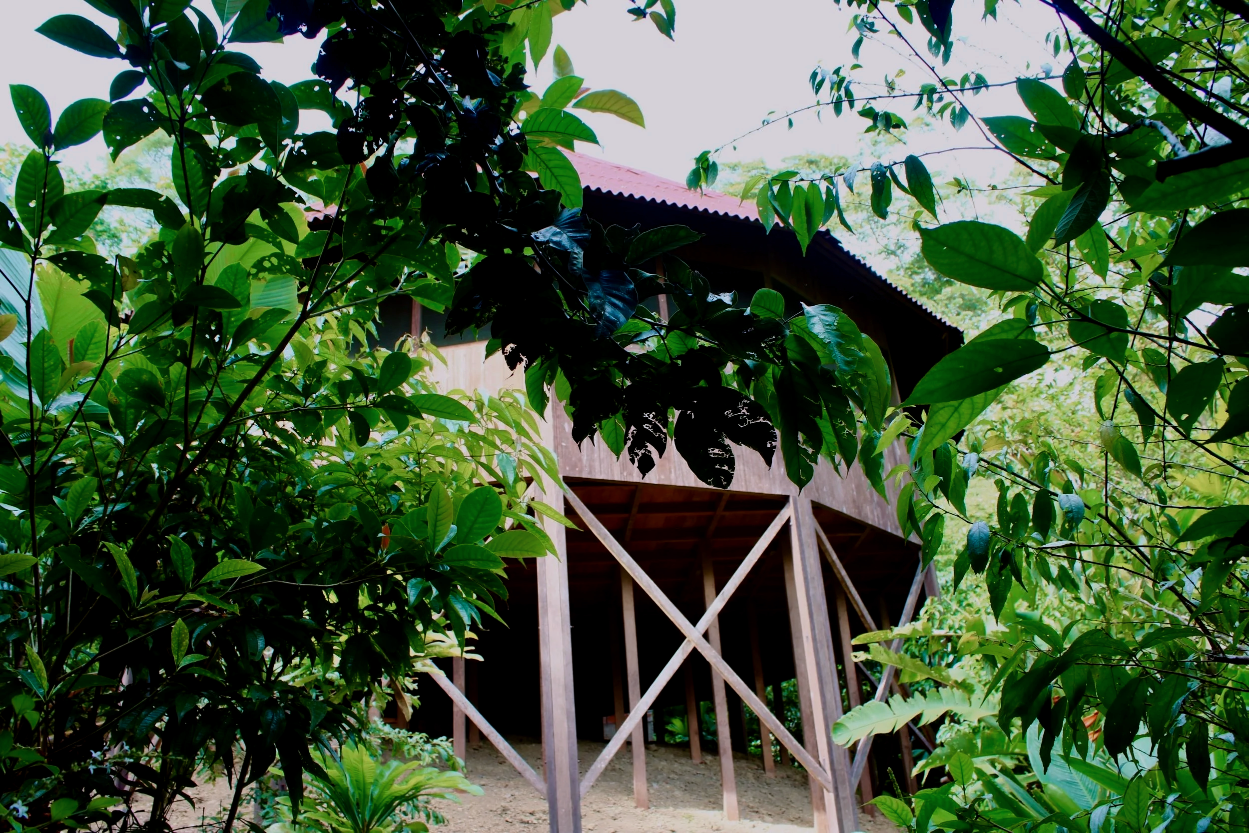 View of a ceremonial wooden structure with a red roof in the Amazon jungle, partially hidden by dense green foliage, in a tropical or forest setting.
