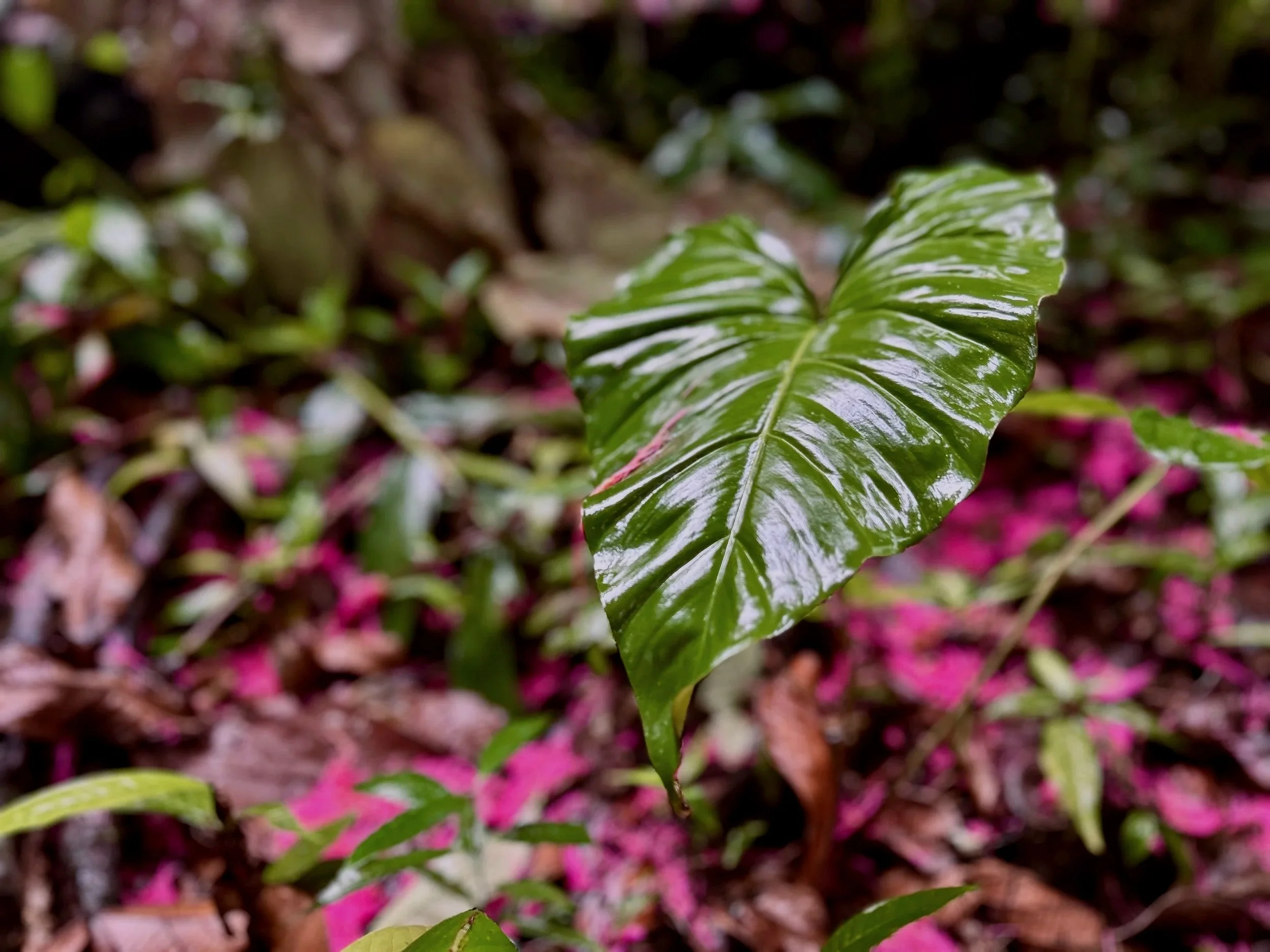 Close-up of a shiny green leaf with pink-tinged edges in a garden with blurred background of other plants and soil.