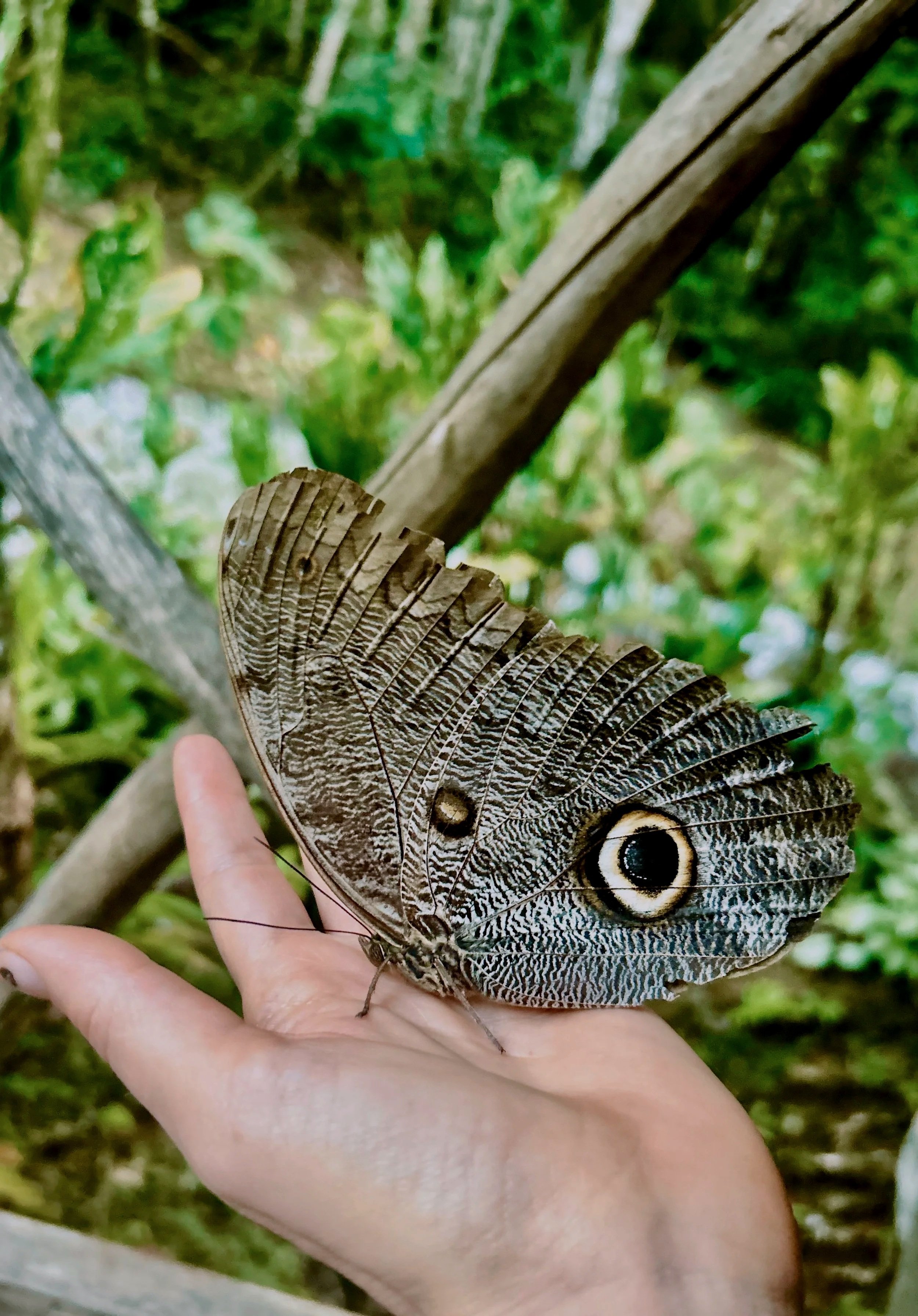Close-up of a butterfly with eyespot wing pattern, perched on a person's hand in a green, leafy outdoor setting.