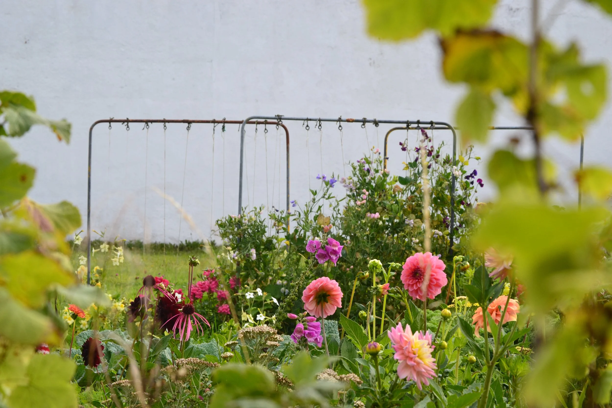 Comrie House, Cut Flowers