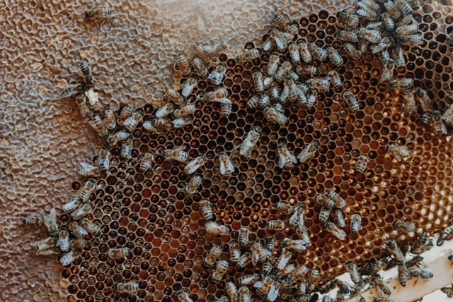 Ruche d'abeilles avec abeilles travaillant sur les cellules du miel