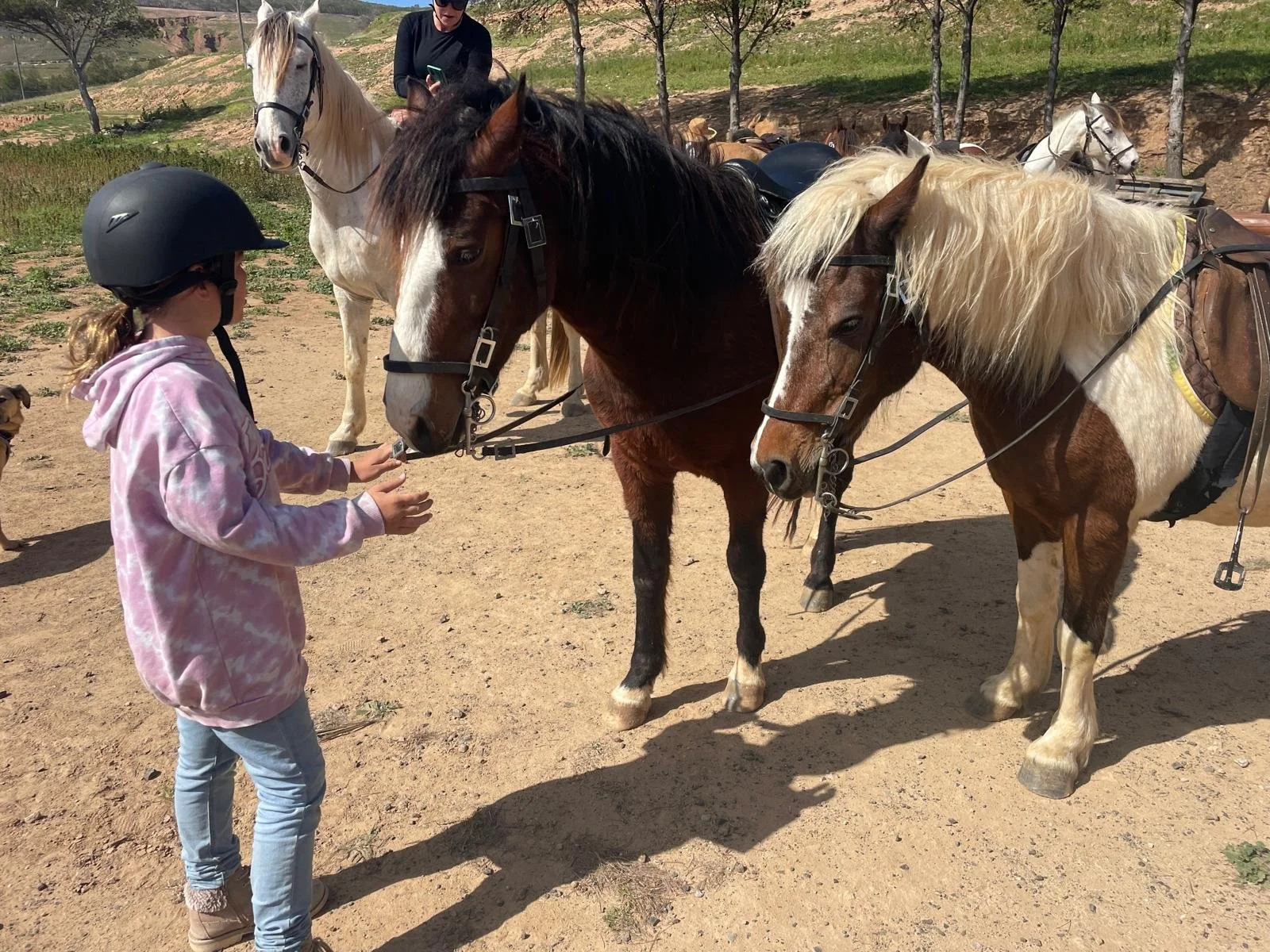 horseback riding Madeira.jpeg