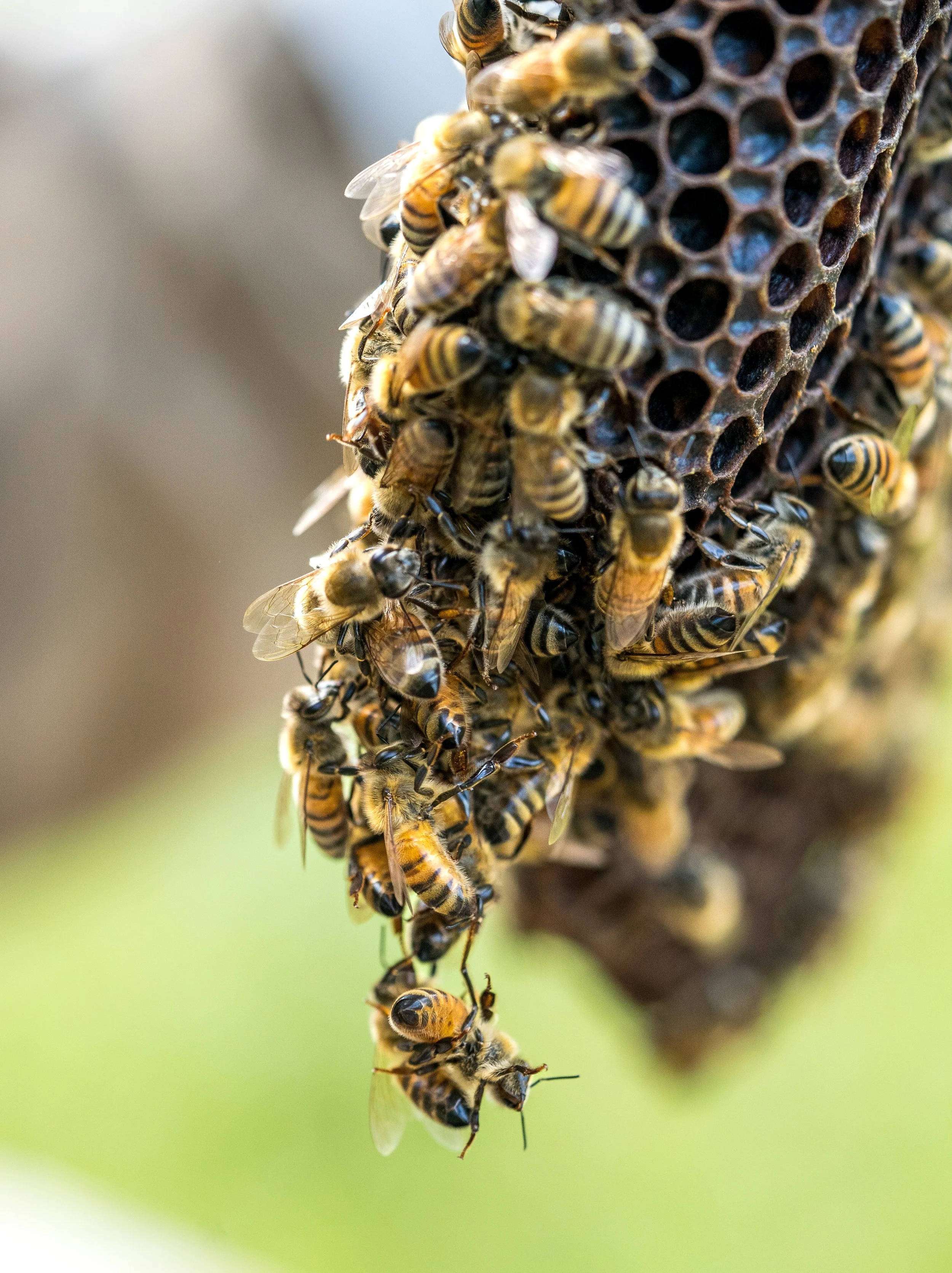 Bee4.jpg