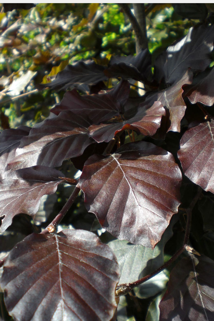 Fagus_sylvatica_atropunicea_detail.png