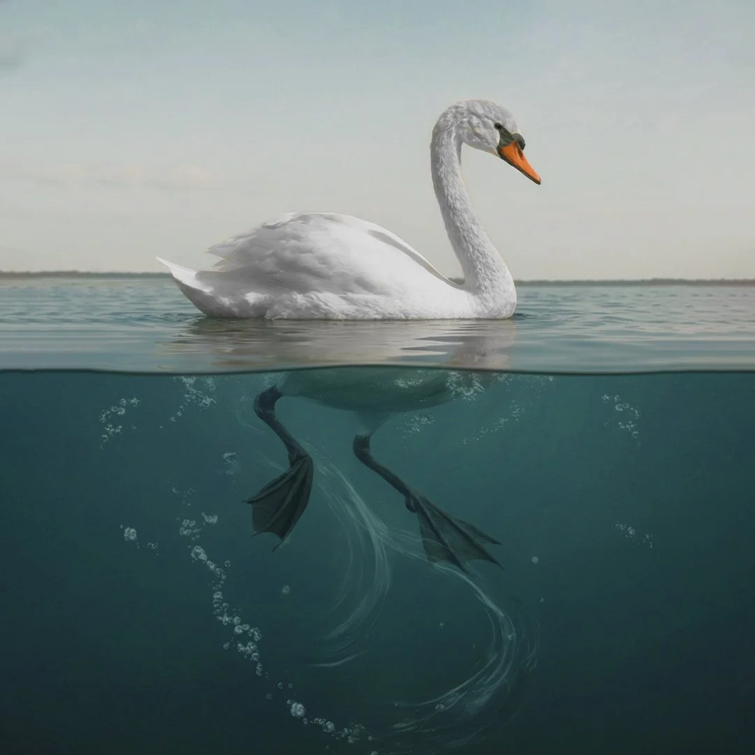 Graceful swan on surface, hidden effort beneath