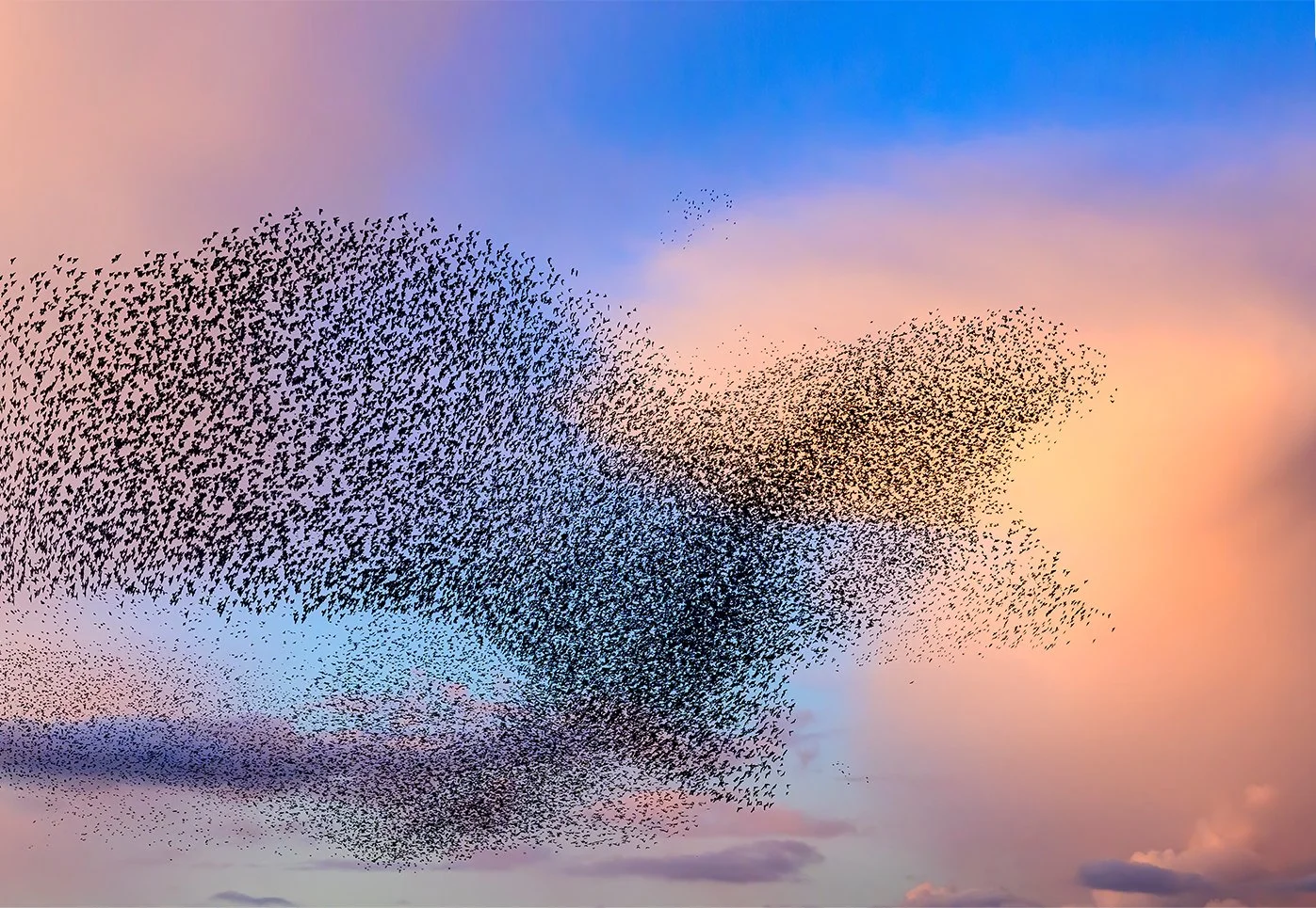 murmuration of starlings metaphor for complex sales